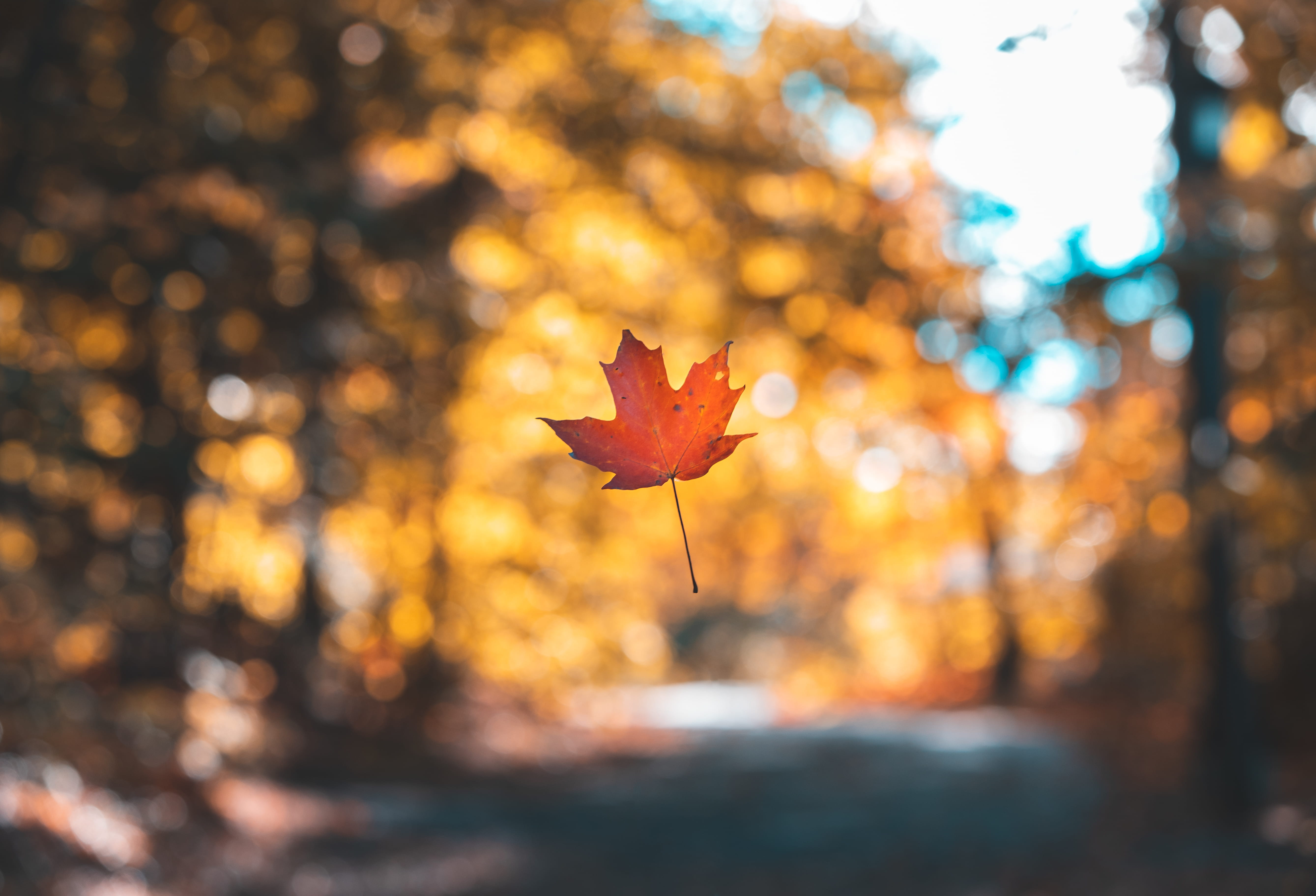 stillness, focus, orange color, leaving, october, fall, focus on foreground, autumn, thomson, colorful, plant part, leaf, color change, selective, new hampshire, HD Wallpaper
