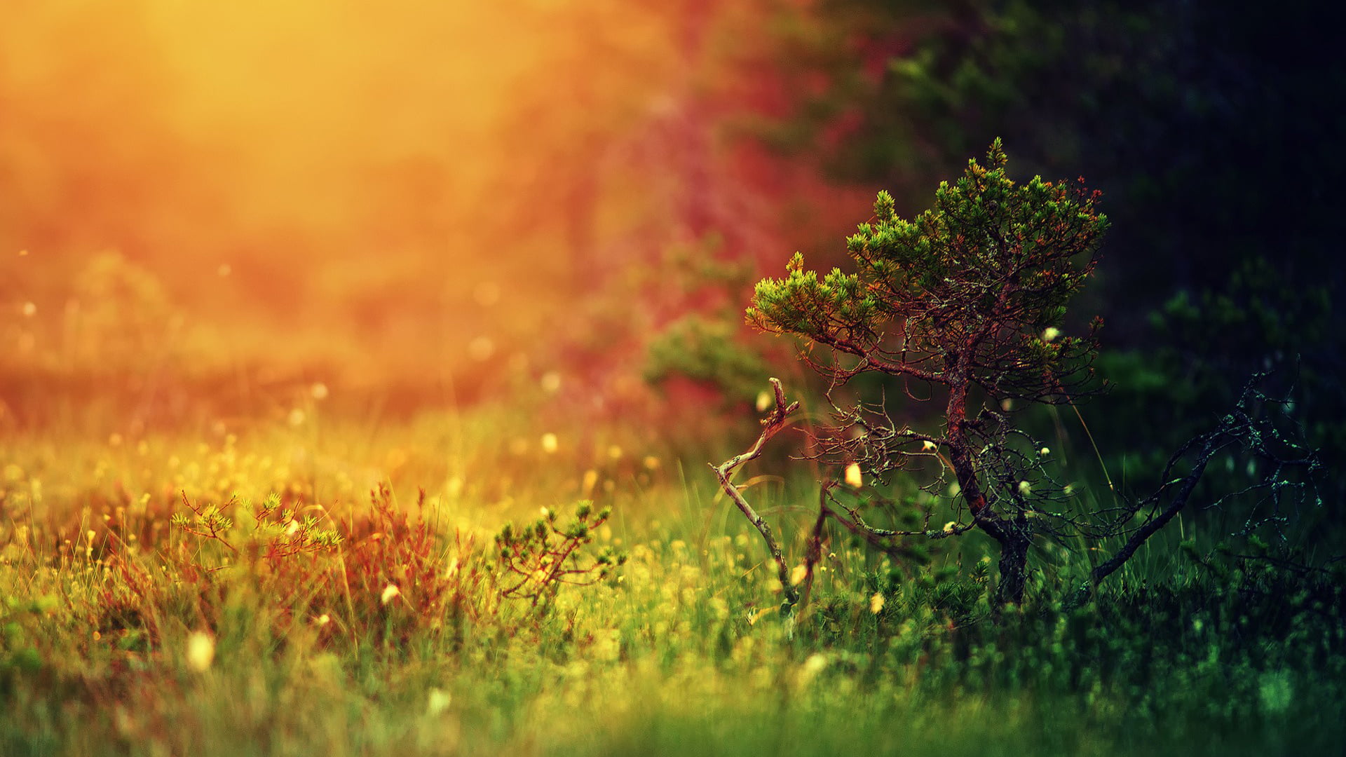decoration, flora, tranquility, vibrant, branch, day, outdoors, garden, beauty in nature, backgrounds, flower, landscape, tree, field, texture, orange, HD Wallpaper