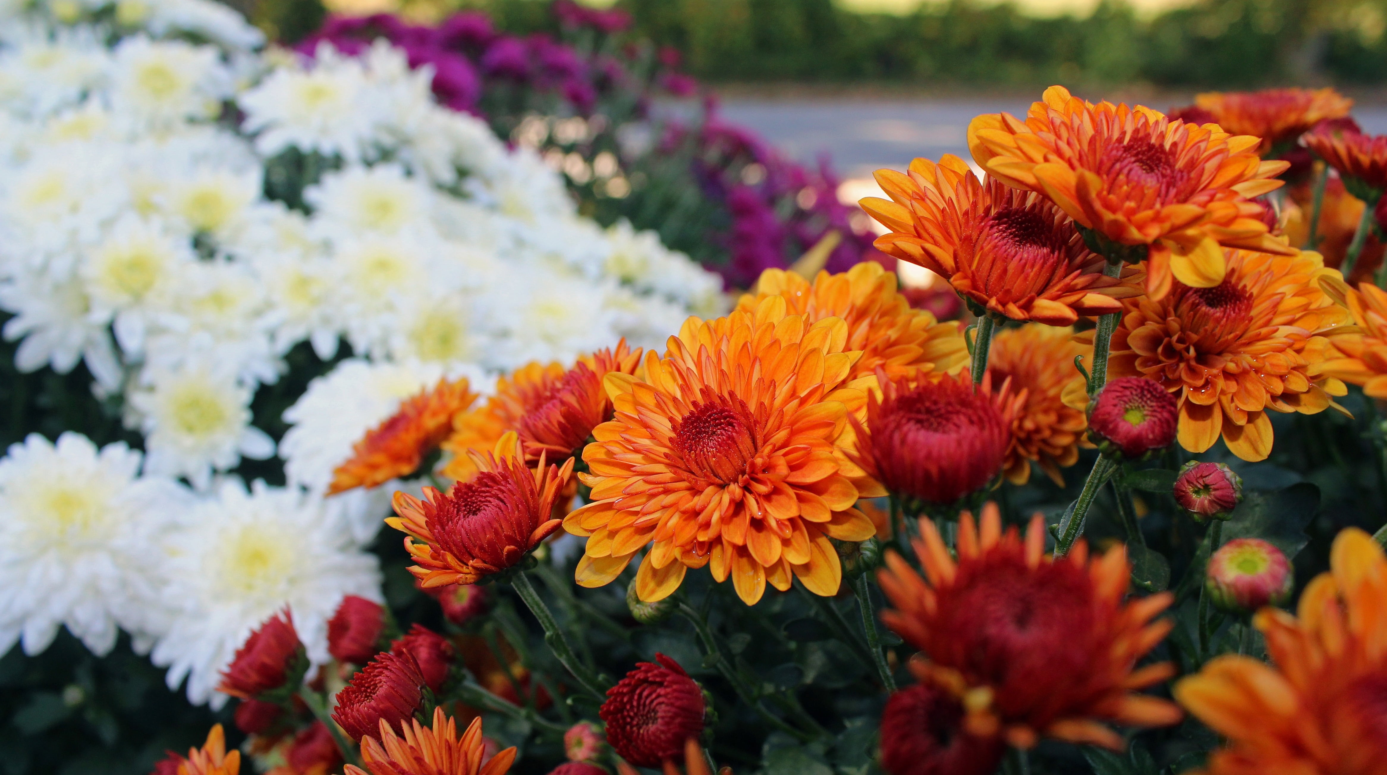 selective, colorful, purple, freshness, mums, growth, inflorescence, gardening, focus, petaled, fragility, autumn, red, floral, nature, photography, flower arrangement, HD Wallpaper