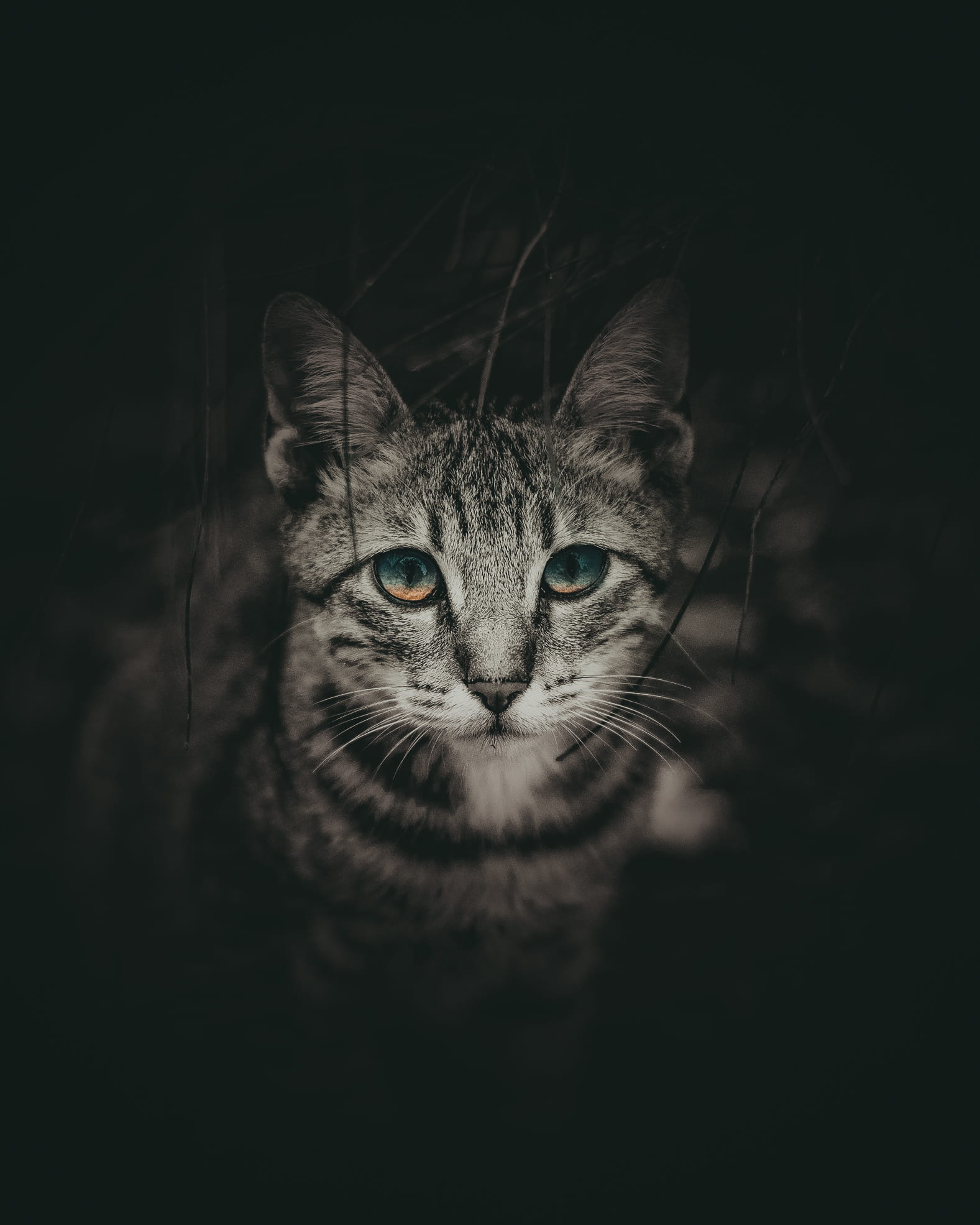 cat, domestic animals, no people, maine coon cat, portrait, 1080P, cats, black background, looking at camera, domestic, feline, pets, one animal, intense, Phone HD Wallpaper
