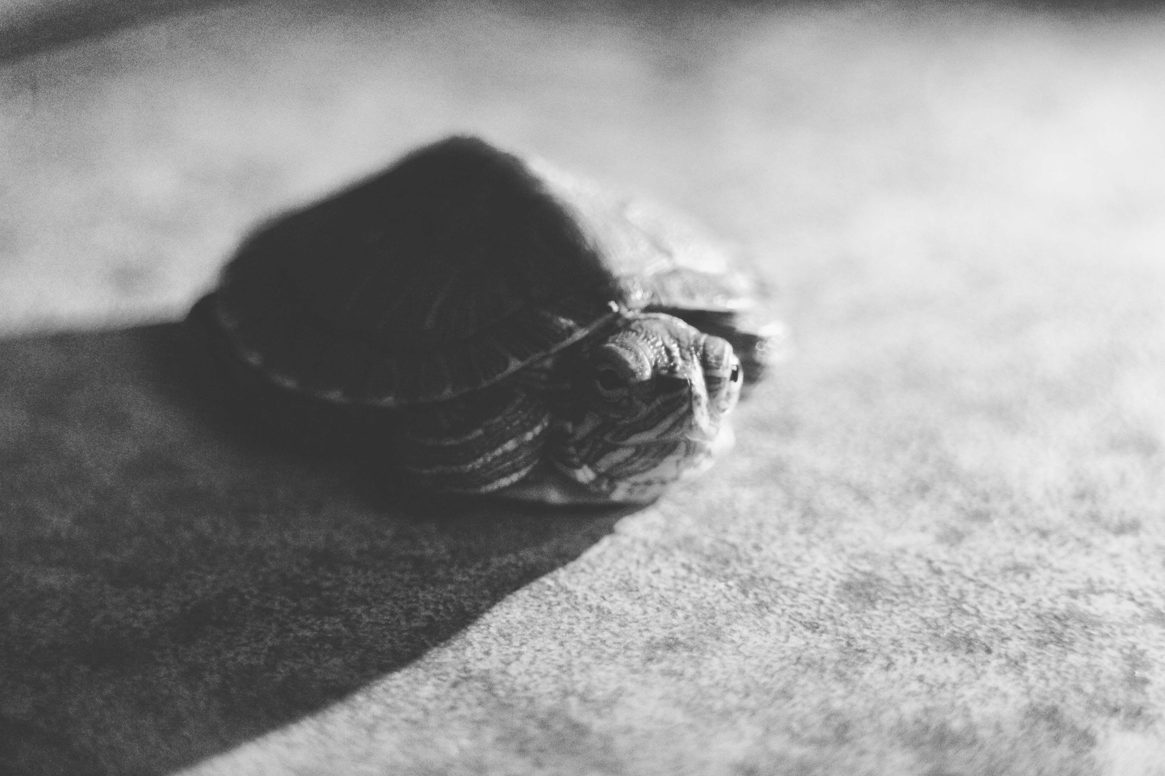 animal, 4K, marine, land, turtle, reptile, sea, vertebrate, selective focus, animal body part, black and white, animals in the wild, intense, animal themes, HD Wallpaper