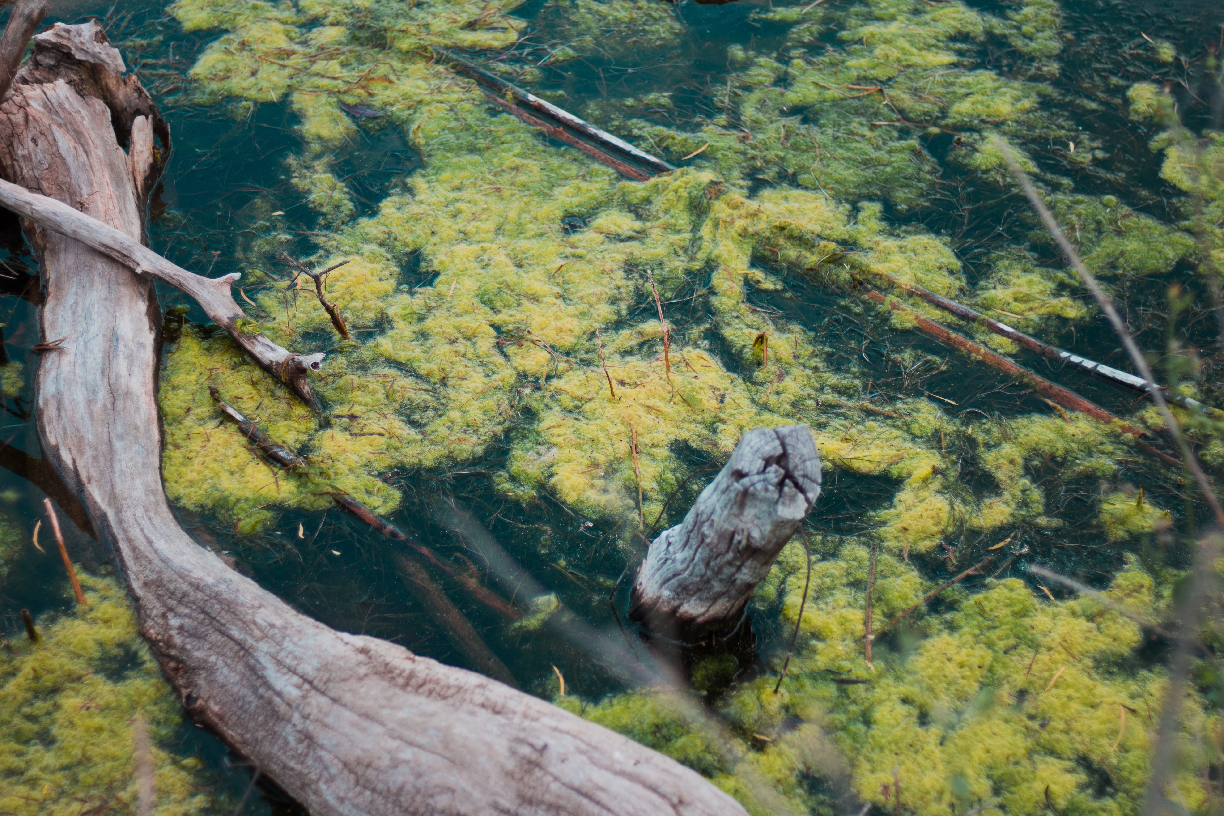 algae, argentina, no people, one animal, high angle view, reptile, animal, turtle, palos, oro verde, vertebrate, green color, 5K, rock, mammal, outdoors, HD Wallpaper