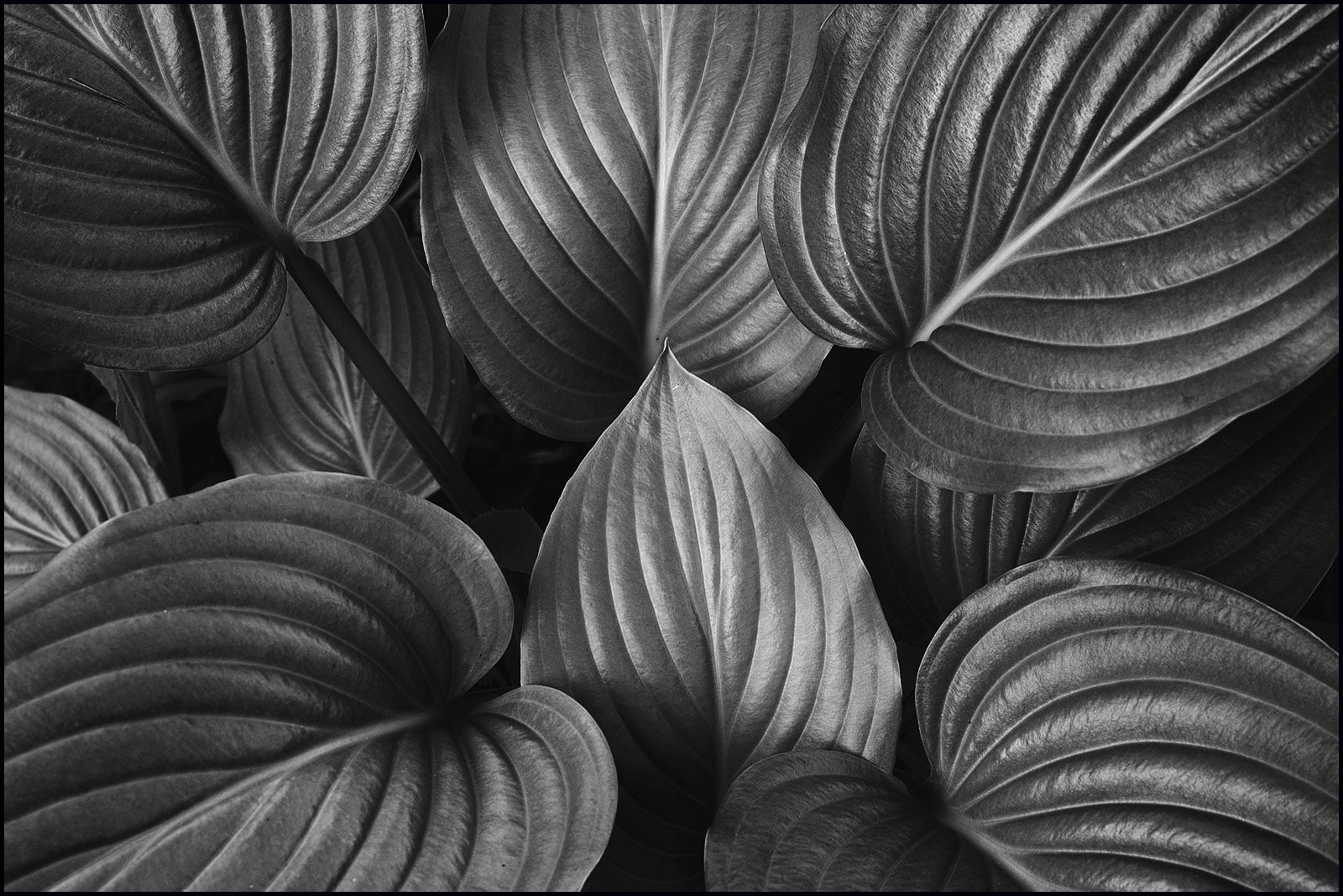 plant, botany, photo, abstract, Micro, 720P, f/2.8, gray, nature, scale, pattern, Hosta, gray scale, Nikkor, backgrounds, 60mm, leaf, Nikon D610, HD Wallpaper