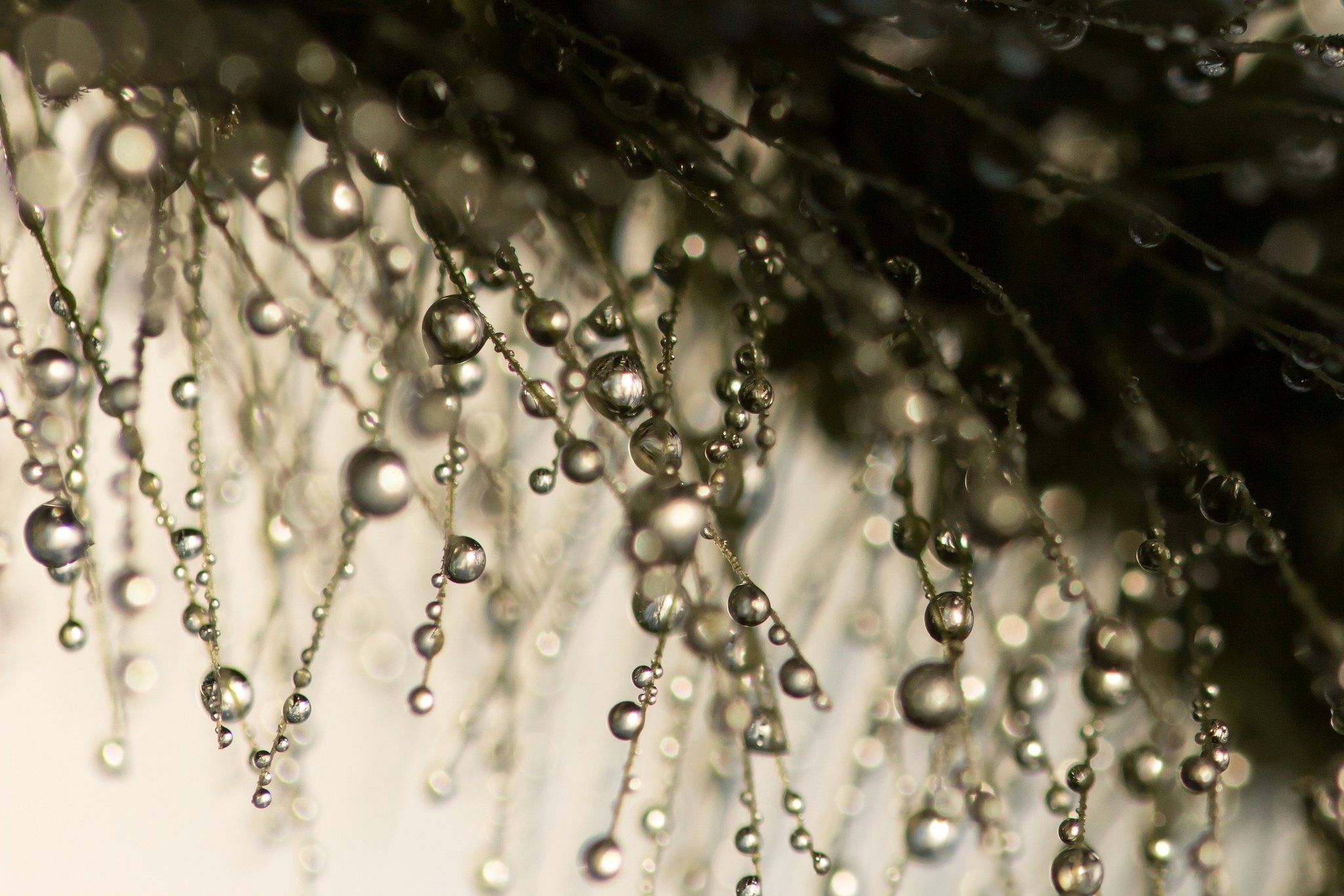 zoom, gouttes, toile, 1080P, flowers, pluie, nature, water, macro, drop, HD Wallpaper