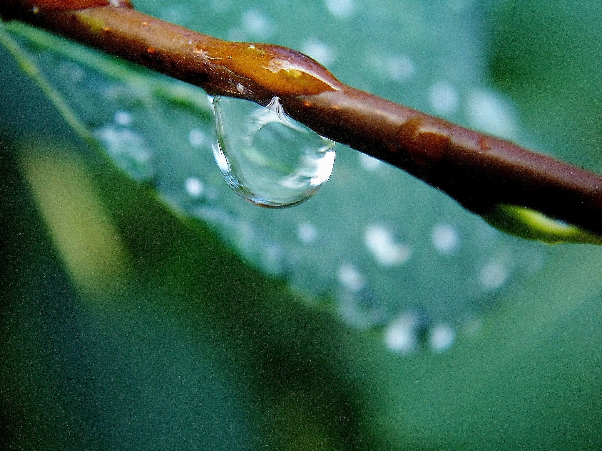 nature, 1080P, zoom, gouttes, flowers, pluie, water, drop, macro, toile, HD Wallpaper