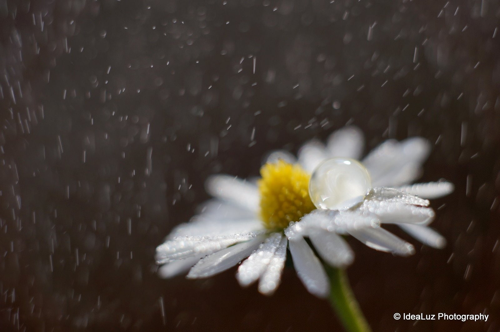 water, macro, nature, pluie, 720P, flowers, drop, toile, gouttes, zoom, HD Wallpaper