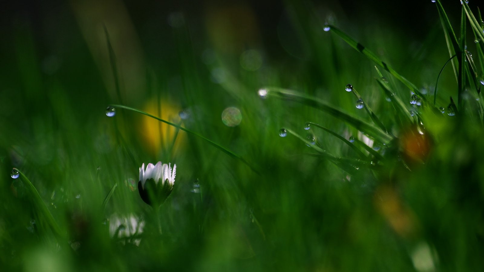 flowers, macro, gouttes, water, nature, zoom, 720P, drop, toile, pluie, HD Wallpaper