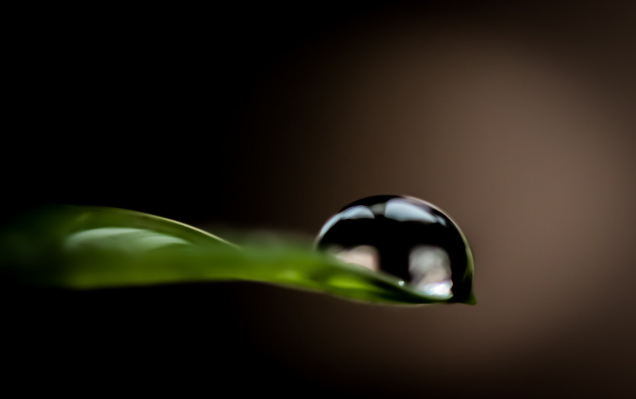 toile, zoom, nature, pluie, gouttes, drop, flowers, 1080P, water, macro, HD Wallpaper