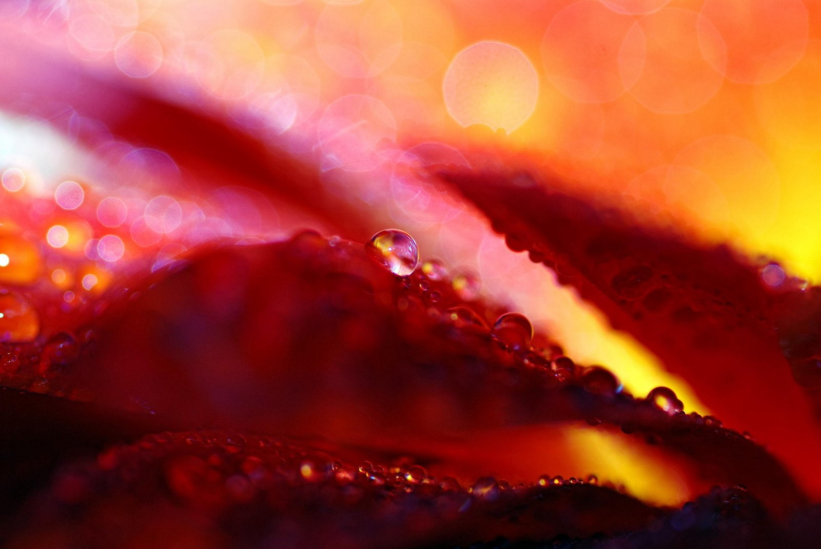 nature, water, drop, 720P, pluie, gouttes, zoom, flowers, macro, HD Wallpaper