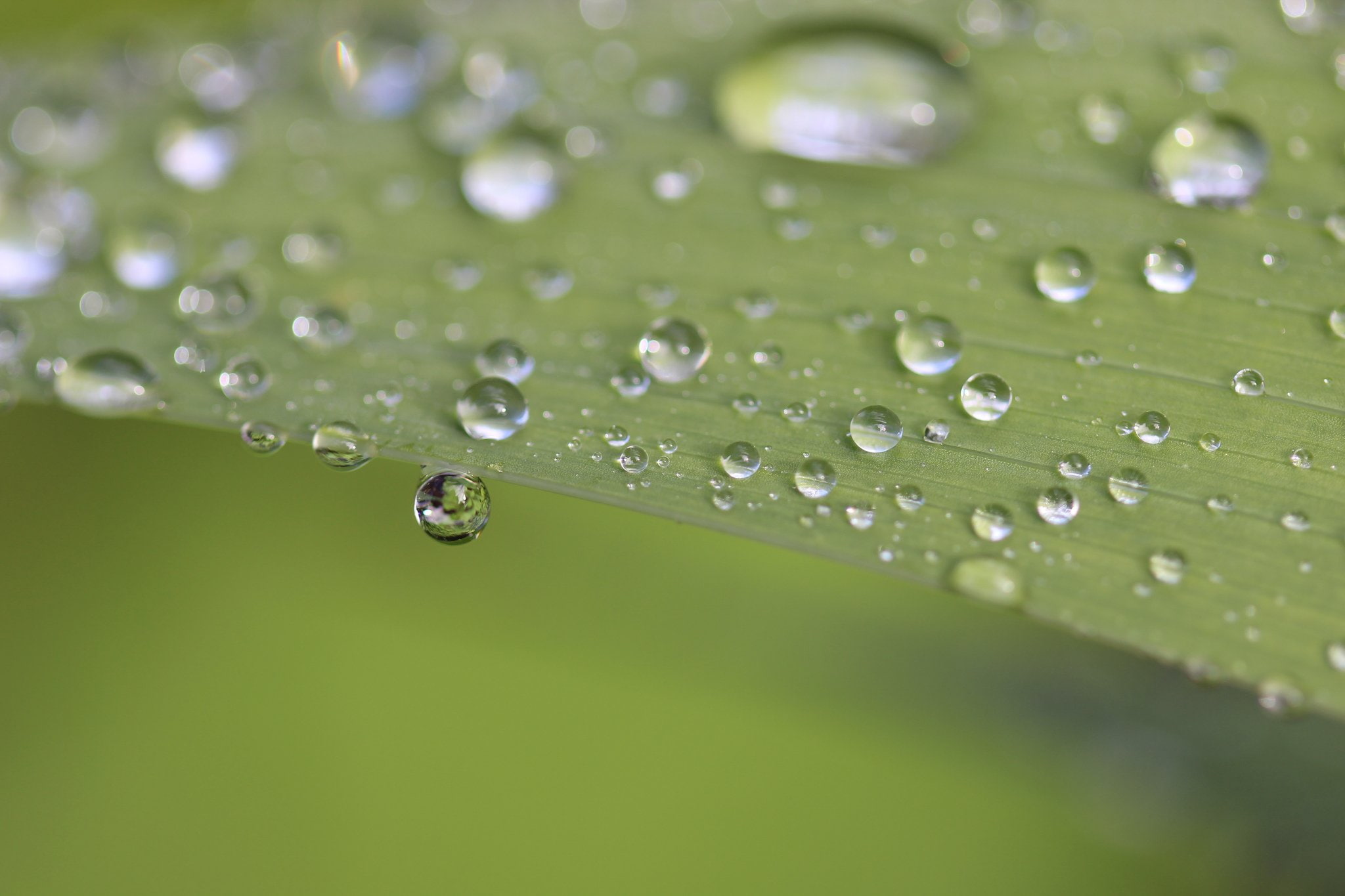 flowers, zoom, 1080P, toile, macro, nature, drop, water, gouttes, pluie, HD Wallpaper