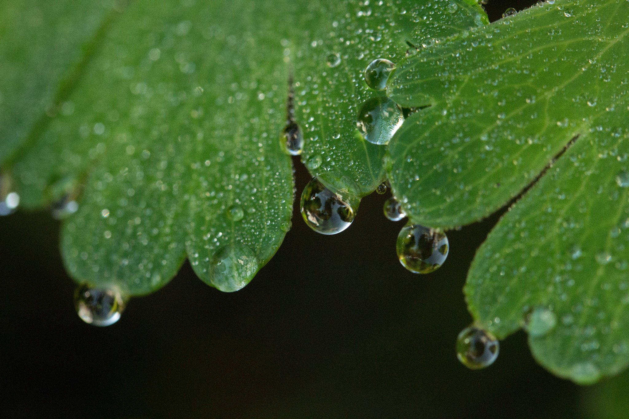 water, macro, pluie, 1080P, flowers, zoom, gouttes, drop, nature, HD Wallpaper