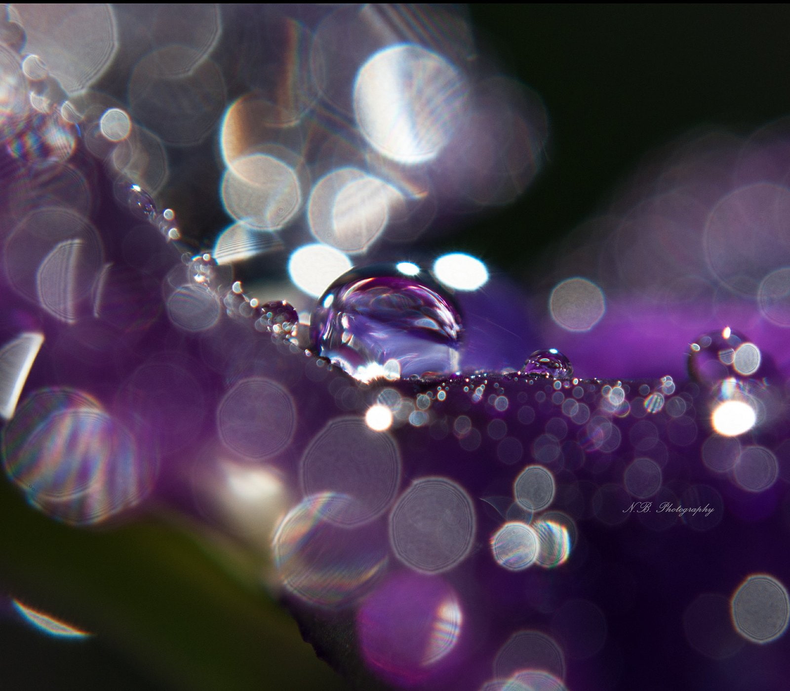 gouttes, pluie, nature, zoom, flowers, macro, 720P, water, drop, HD Wallpaper