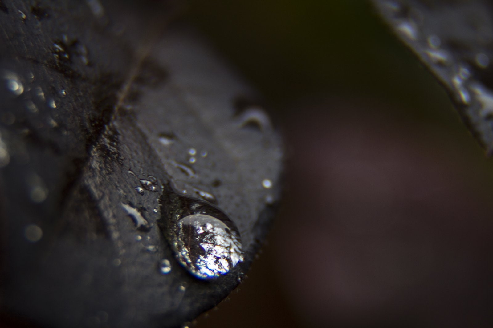 gouttes, 720P, nature, pluie, flowers, water, zoom, macro, drop, toile, HD Wallpaper