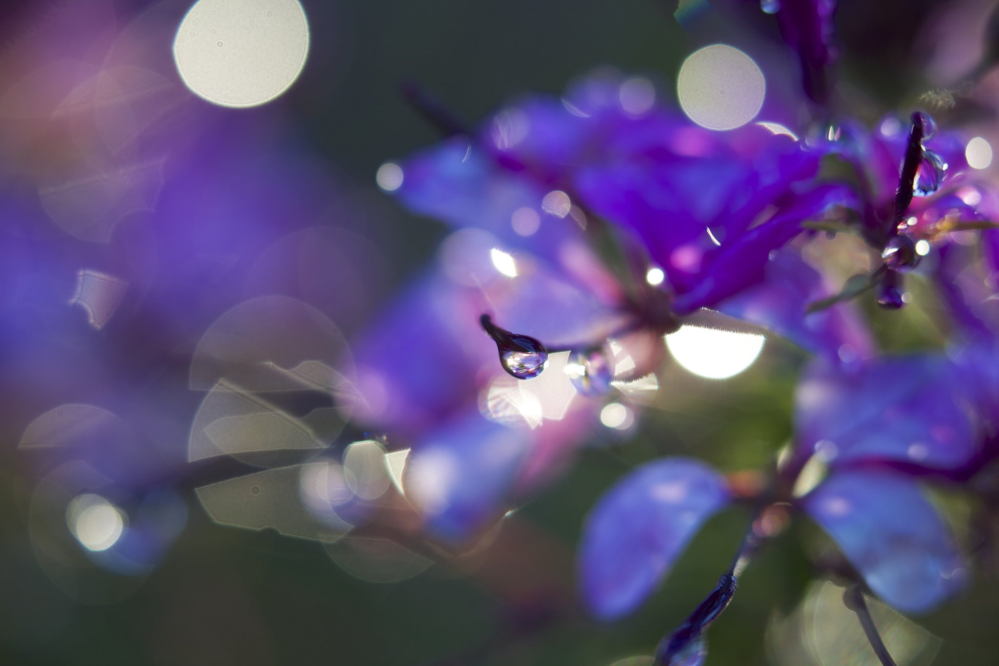 drop, flowers, macro, toile, zoom, gouttes, nature, water, 1080P, pluie, HD Wallpaper