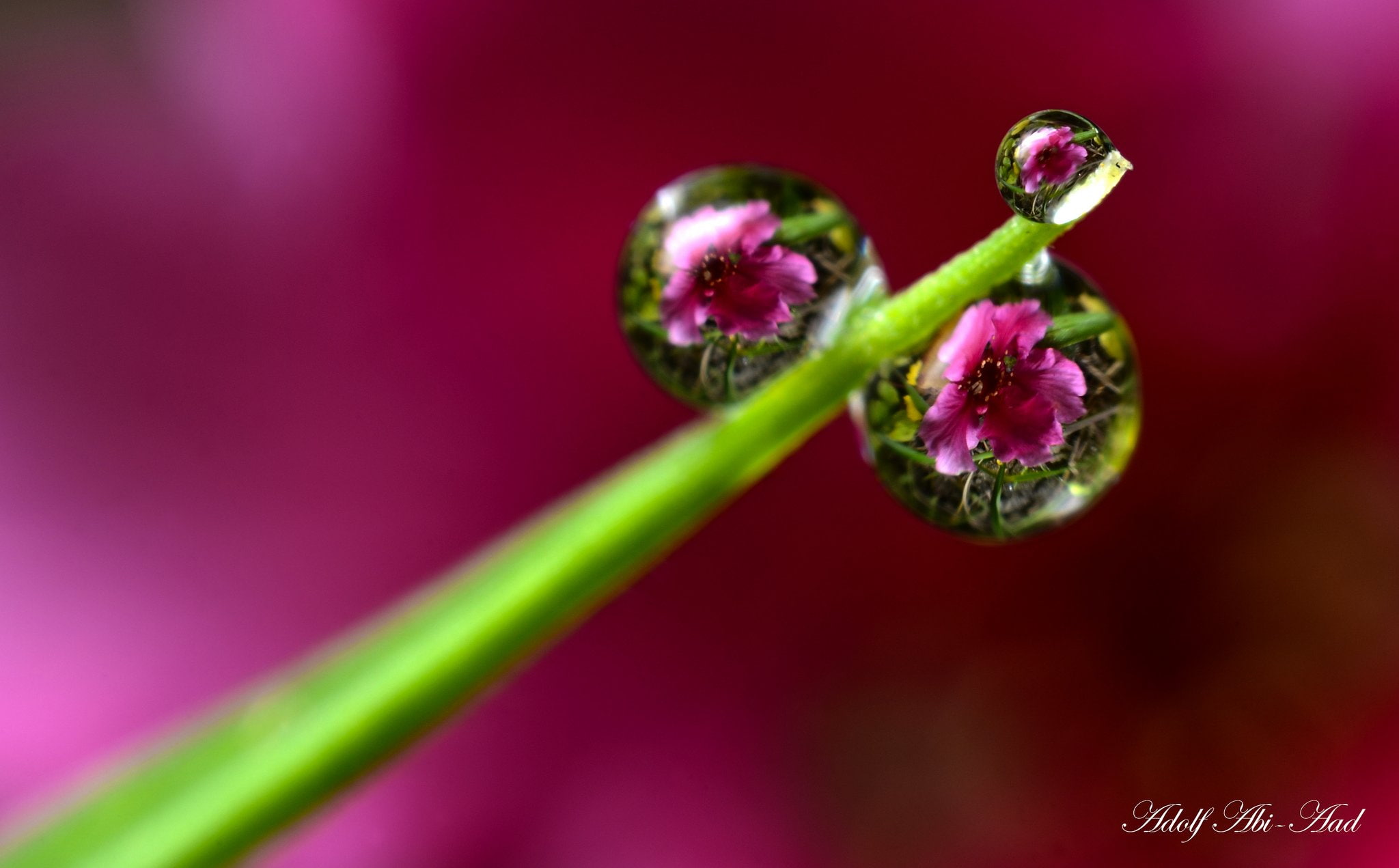 water, nature, zoom, macro, gouttes, flowers, pluie, drop, 1080P, HD Wallpaper