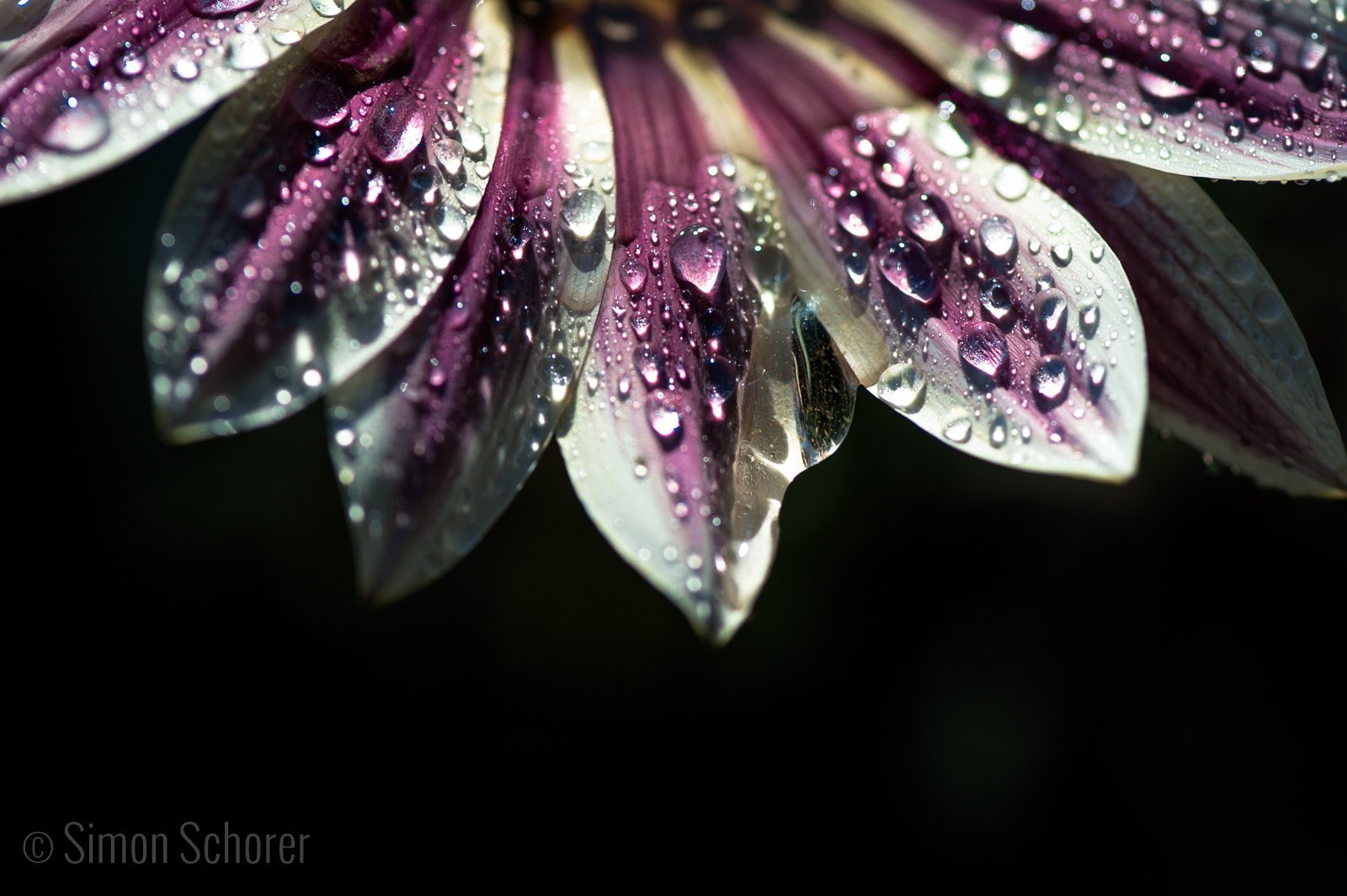 gouttes, zoom, macro, drop, 720P, flowers, pluie, water, nature, HD Wallpaper