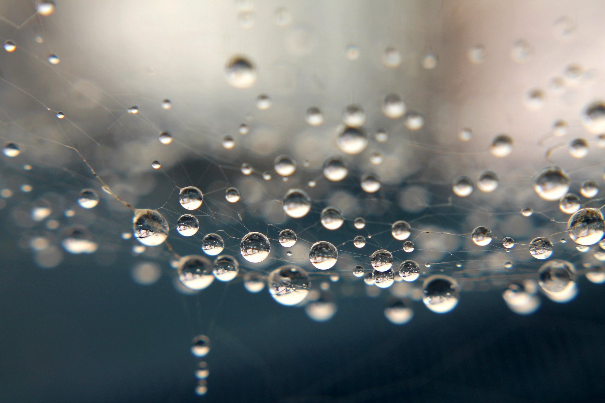 nature, toile, pluie, drop, water, macro, zoom, gouttes, flowers, 1080P, HD Wallpaper