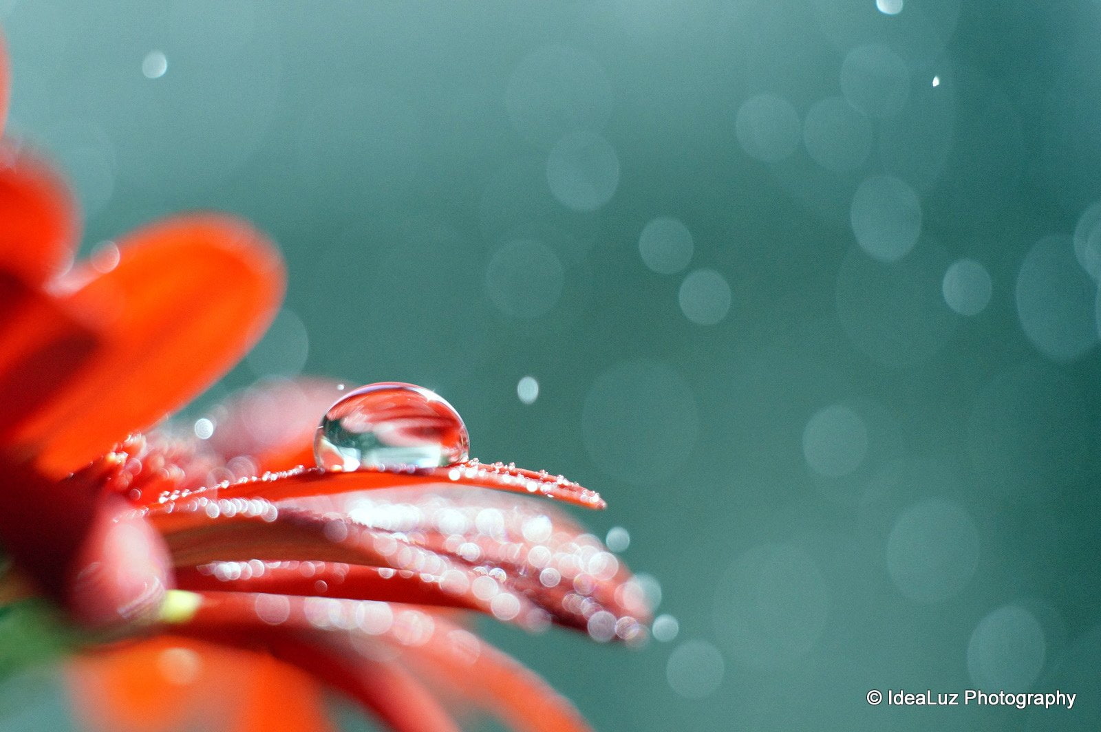 flowers, macro, pluie, zoom, 720P, gouttes, toile, drop, nature, water, HD Wallpaper