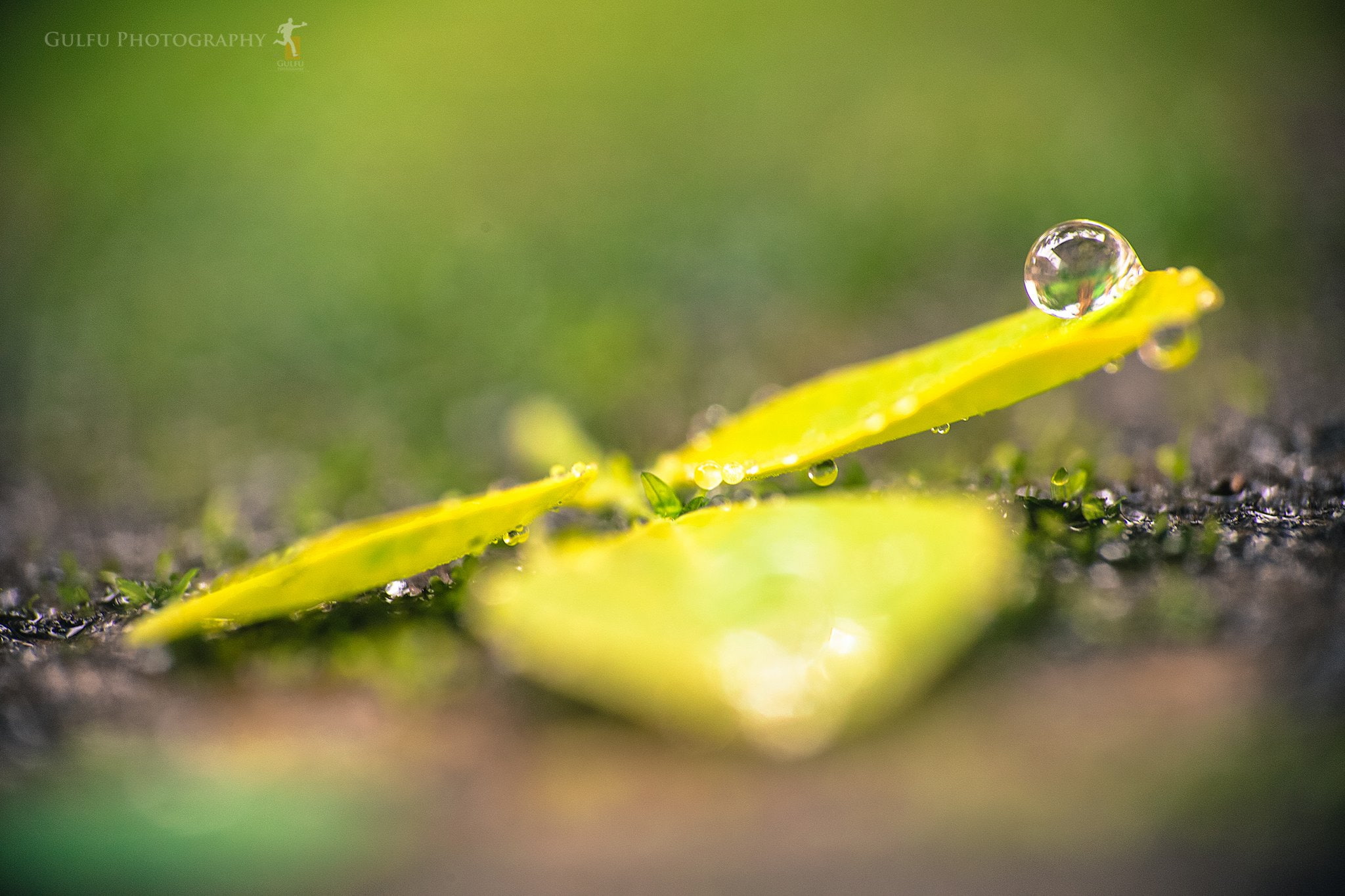 gouttes, 1080P, water, flowers, toile, zoom, nature, pluie, drop, macro, HD Wallpaper