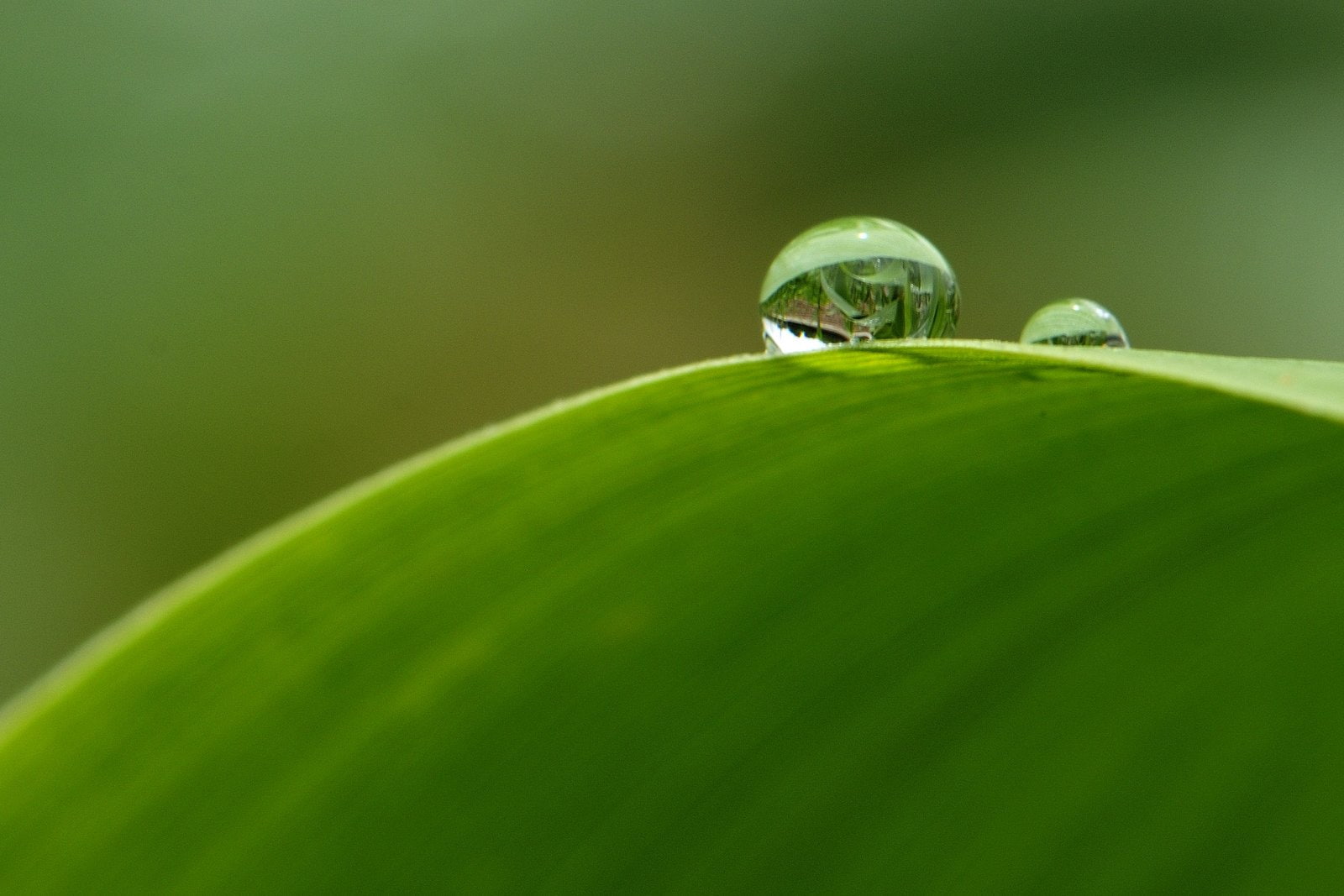 flowers, gouttes, drop, zoom, macro, water, 720P, nature, pluie, HD Wallpaper