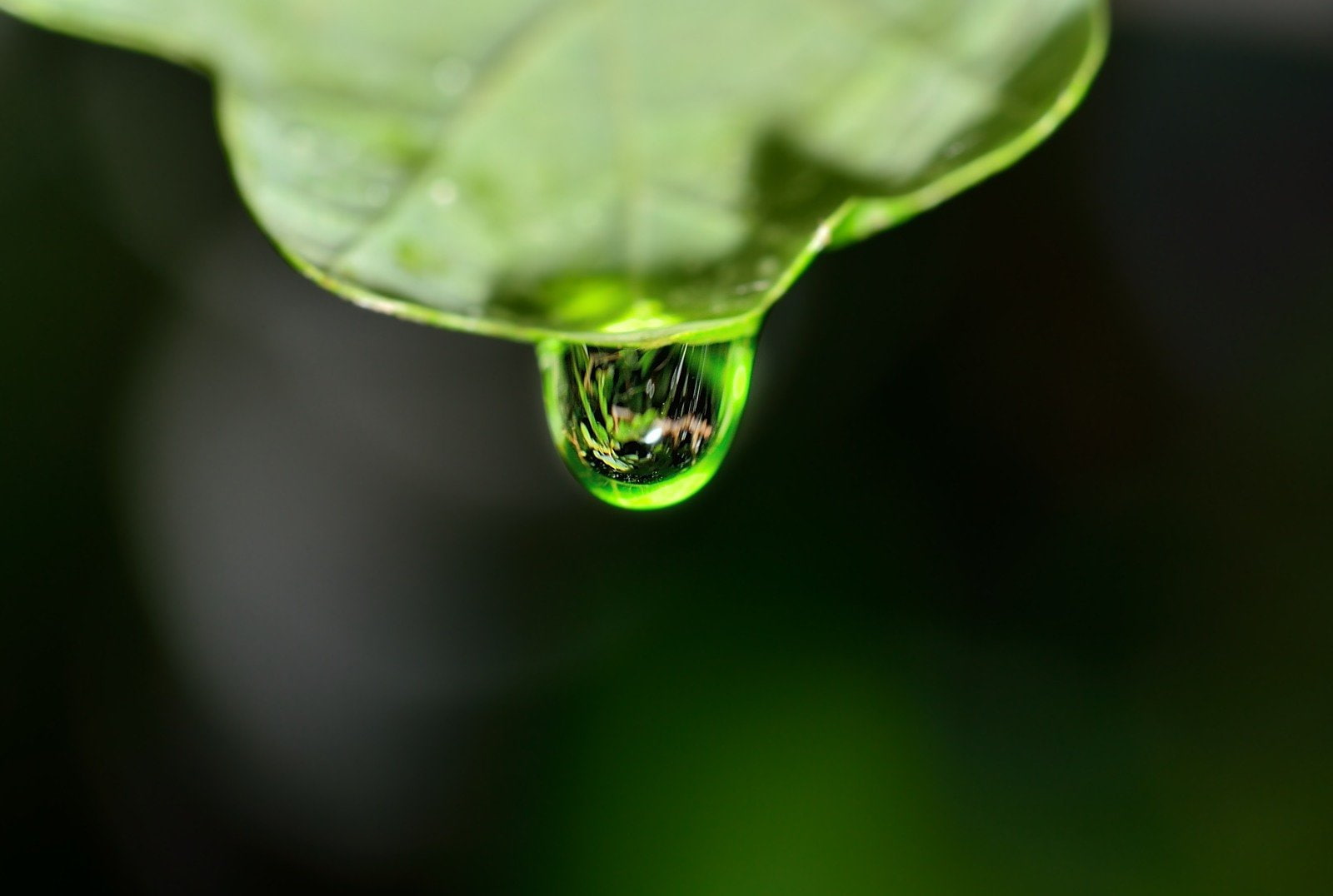 drop, macro, pluie, flowers, zoom, gouttes, 720P, nature, water, HD Wallpaper