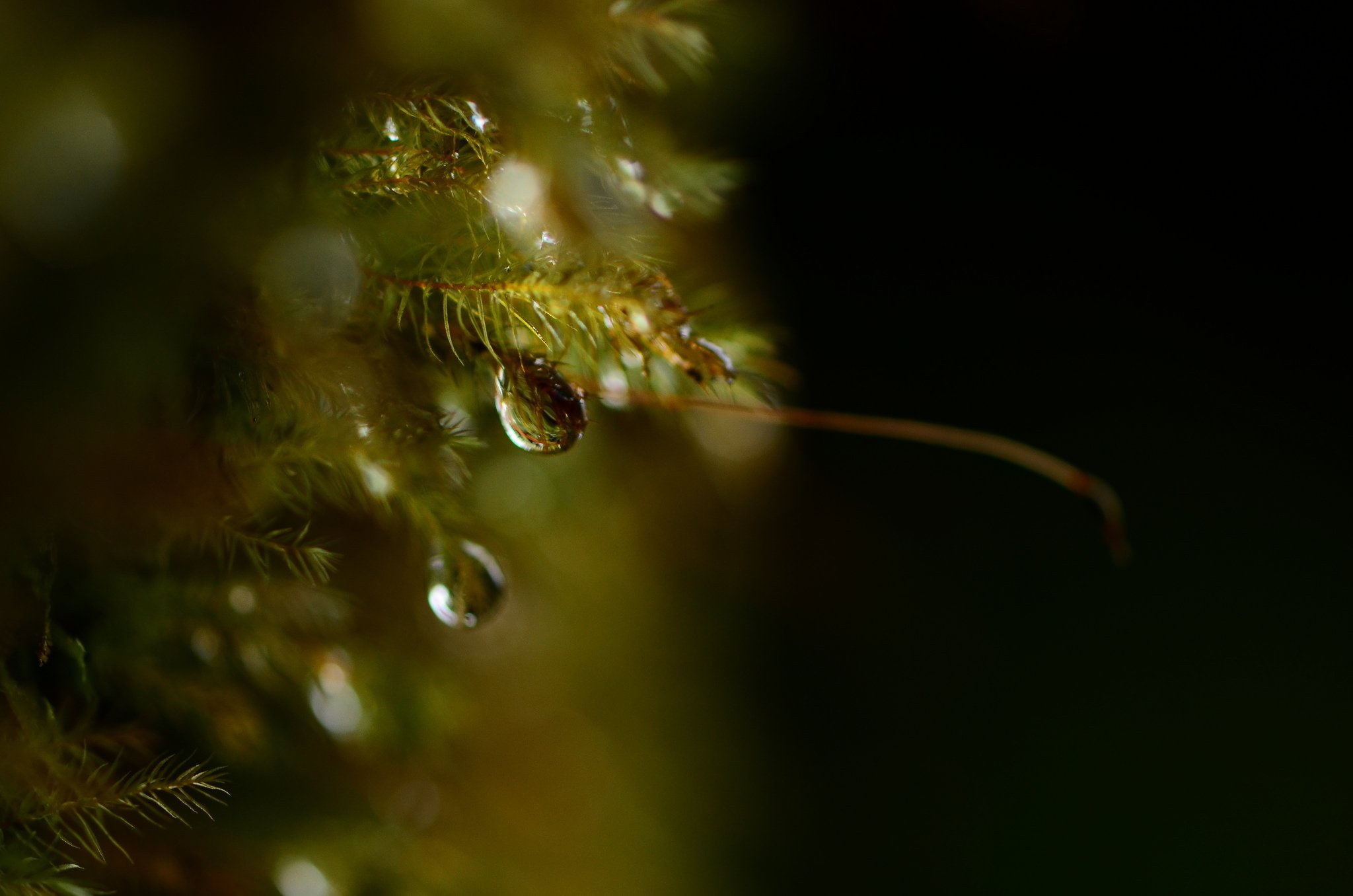 zoom, macro, drop, nature, gouttes, water, 1080P, pluie, flowers, HD Wallpaper