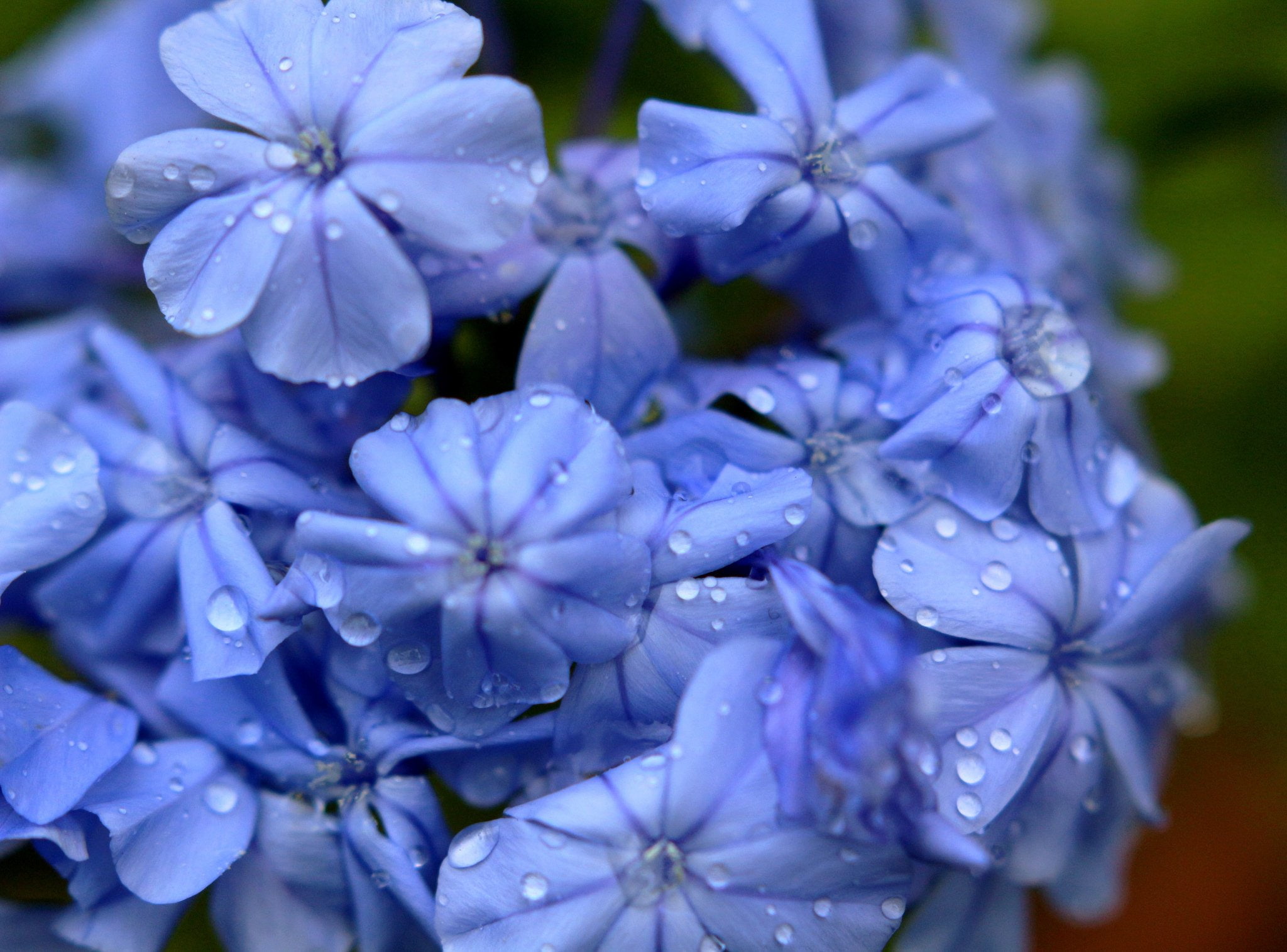 drop, zoom, 1080P, pluie, flowers, macro, water, toile, gouttes, nature, HD Wallpaper