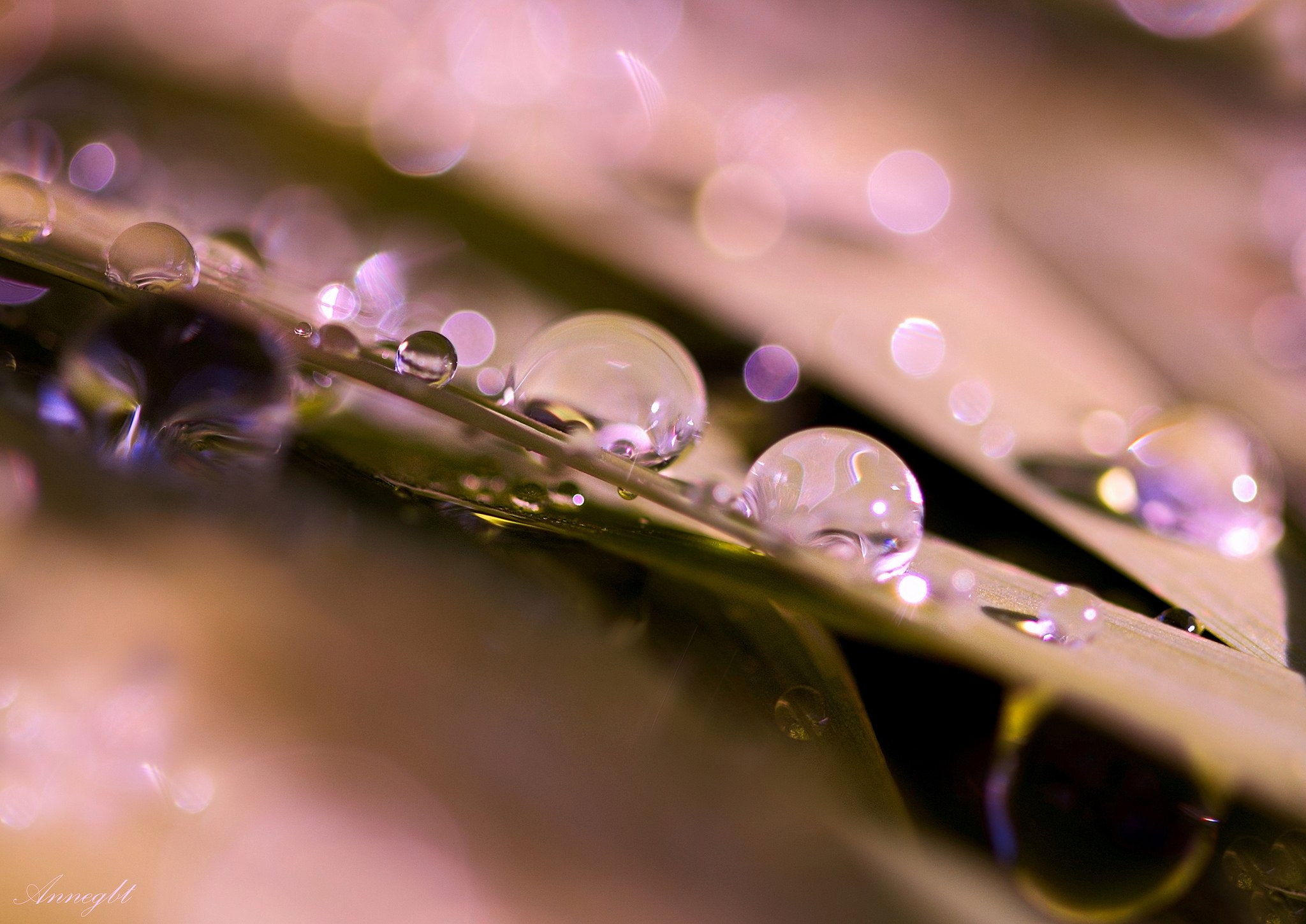 gouttes, water, drop, 1080P, nature, flowers, zoom, macro, pluie, toile, HD Wallpaper