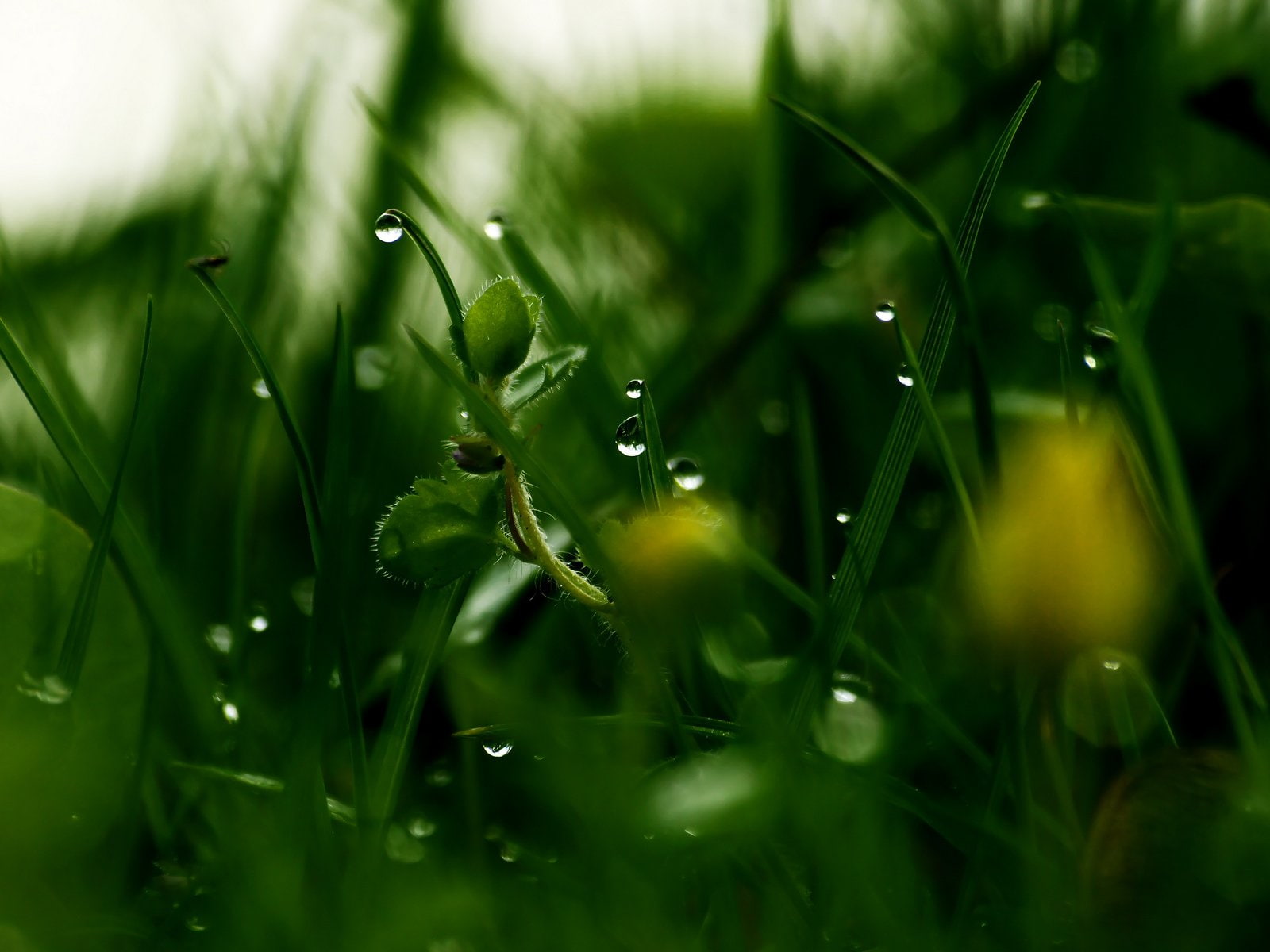 zoom, nature, 720P, drop, water, flowers, pluie, toile, macro, gouttes, HD Wallpaper