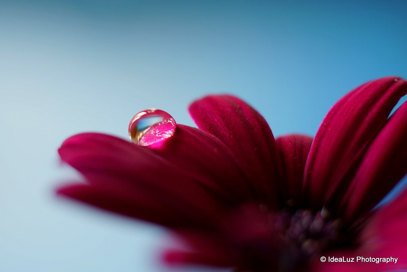 drop, macro, gouttes, nature, 720P, toile, pluie, flowers, water, zoom, HD Wallpaper