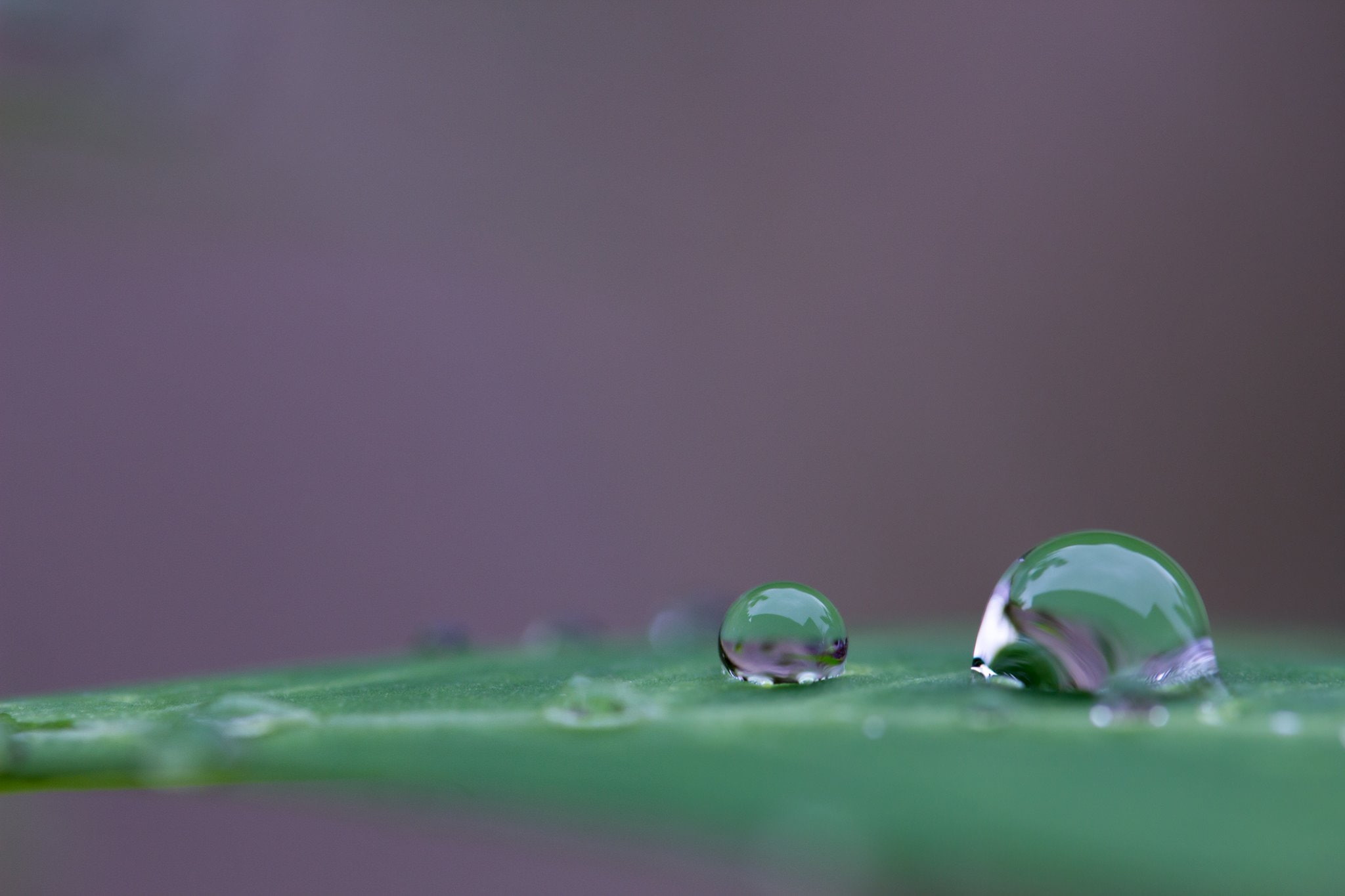 1080P, nature, gouttes, pluie, water, toile, drop, macro, flowers, zoom, HD Wallpaper