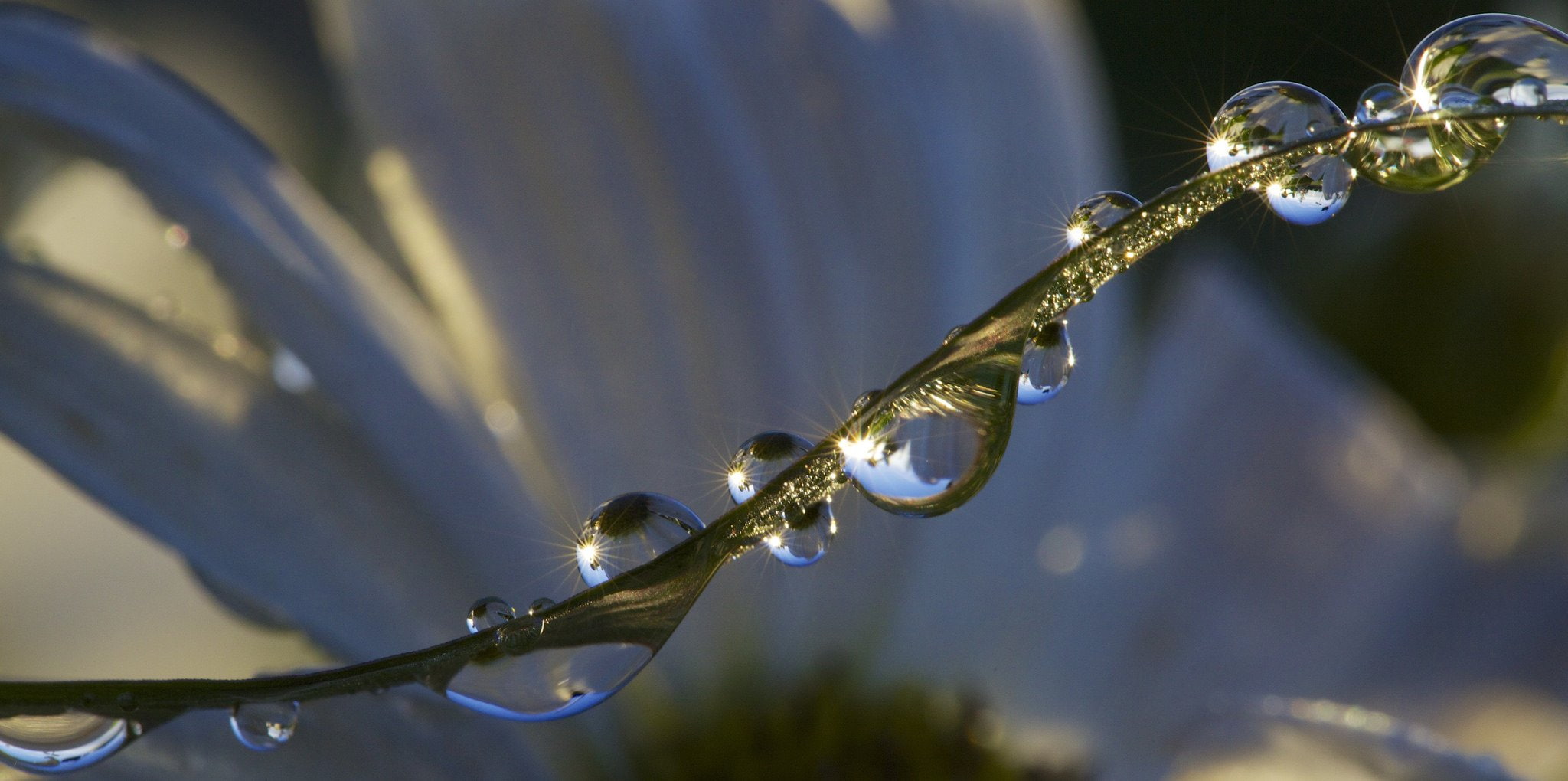 toile, 1080P, flowers, nature, water, macro, zoom, drop, gouttes, pluie, HD Wallpaper