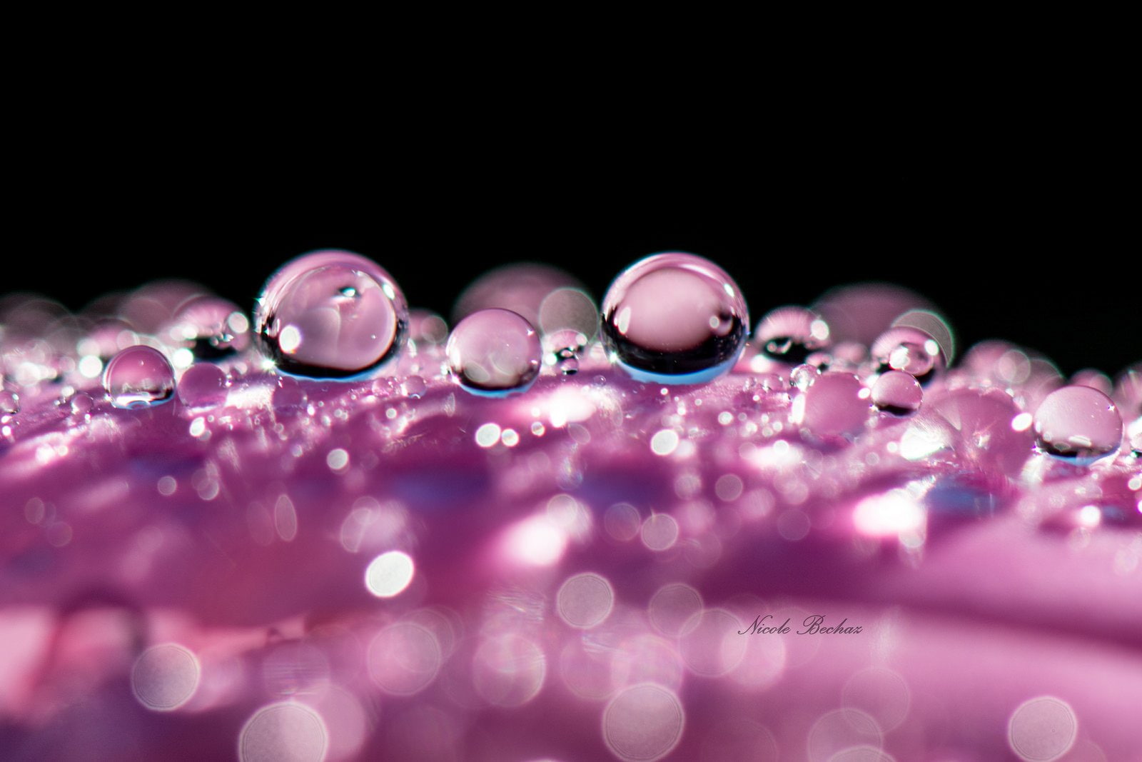water, zoom, pluie, gouttes, drop, macro, 720P, toile, nature, flowers, HD Wallpaper