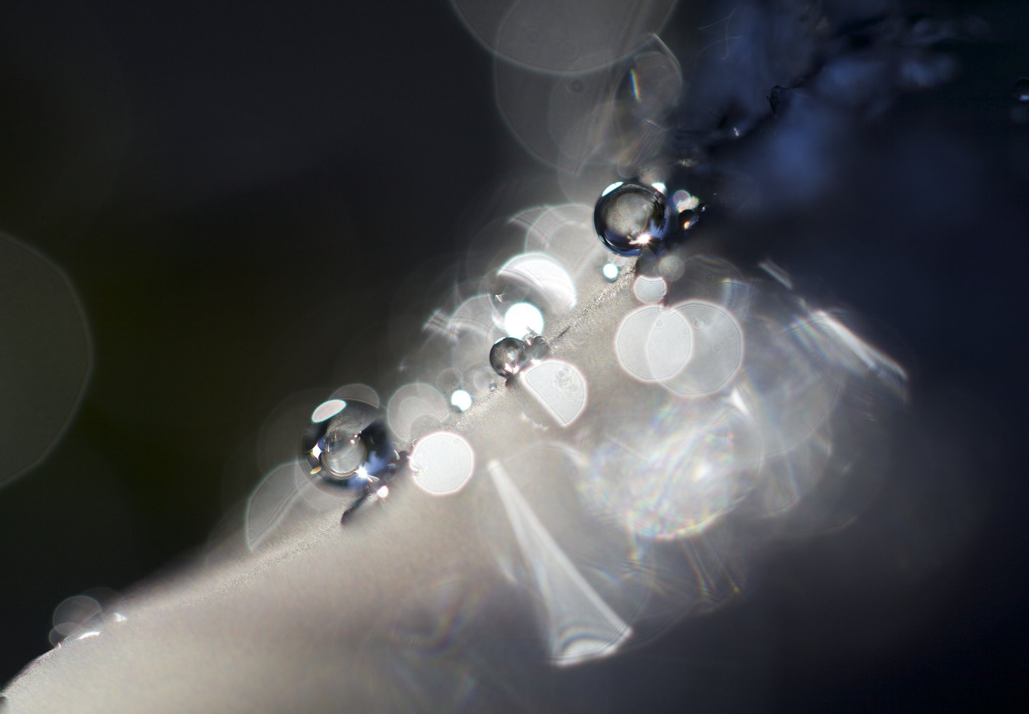 gouttes, flowers, pluie, nature, macro, zoom, 1080P, water, drop, toile, HD Wallpaper