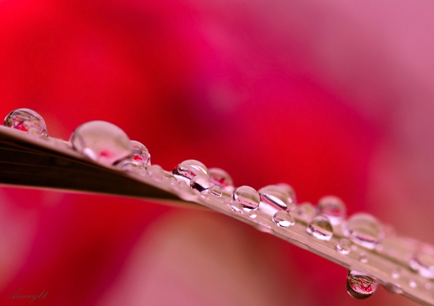 macro, nature, water, toile, drop, 720P, gouttes, pluie, zoom, flowers, HD Wallpaper