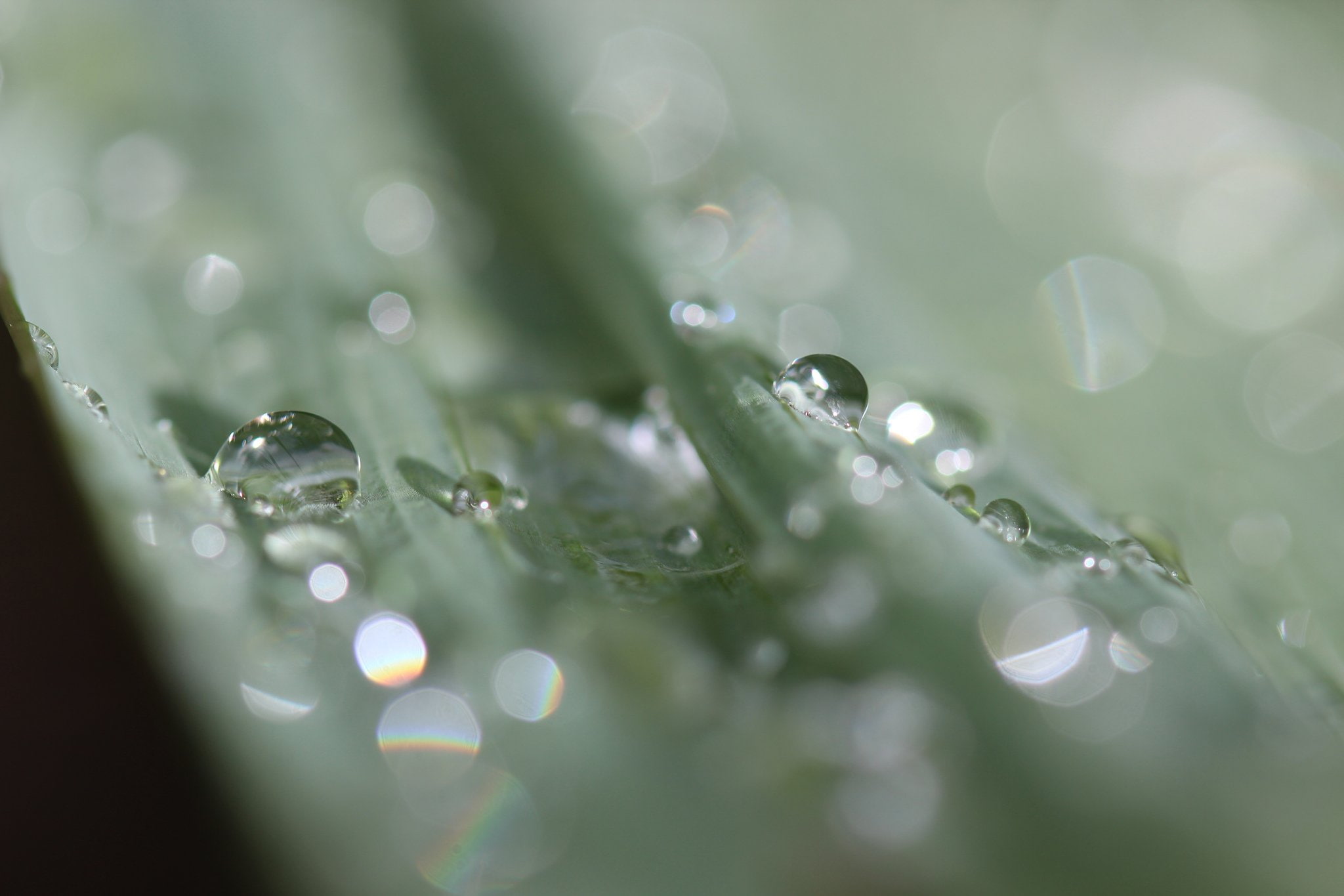 pluie, macro, drop, flowers, water, gouttes, 1080P, nature, zoom, HD Wallpaper