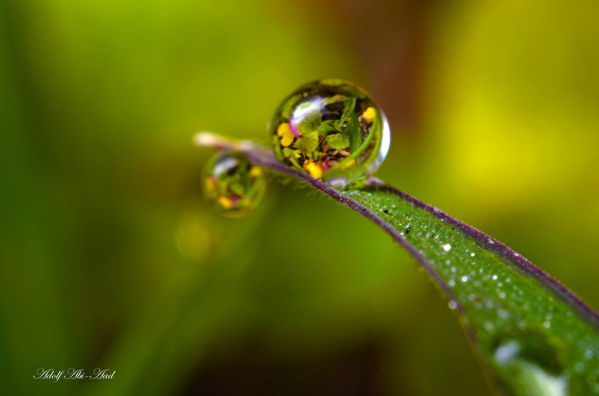 pluie, zoom, nature, drop, water, gouttes, macro, 1080P, flowers, HD Wallpaper