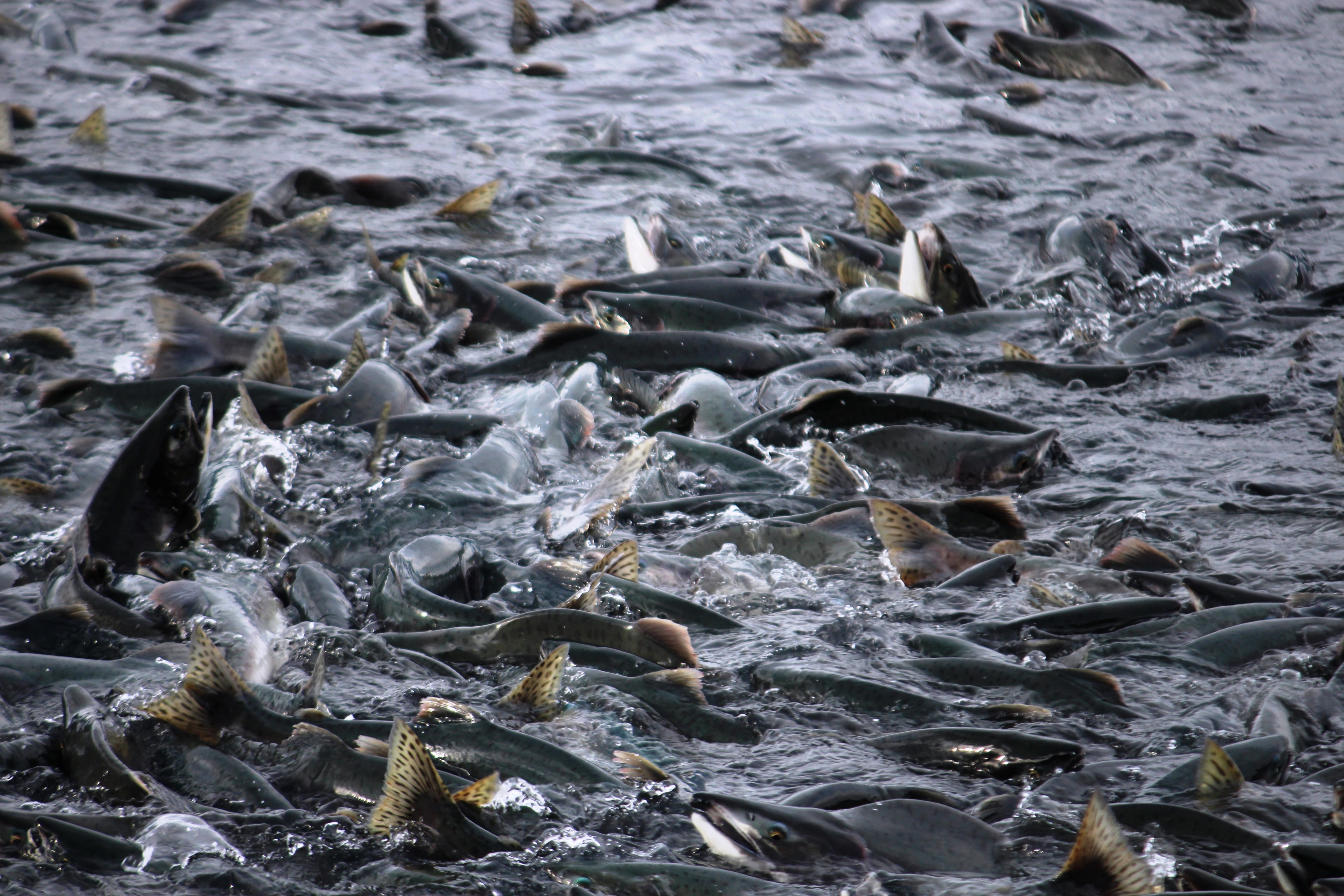 animals in the wild, group of animals, day, 5K, no people, animal, fish, animal themes, outdoors, swimming, alaska, vertebrate, salmon, school, valdez, HD Wallpaper