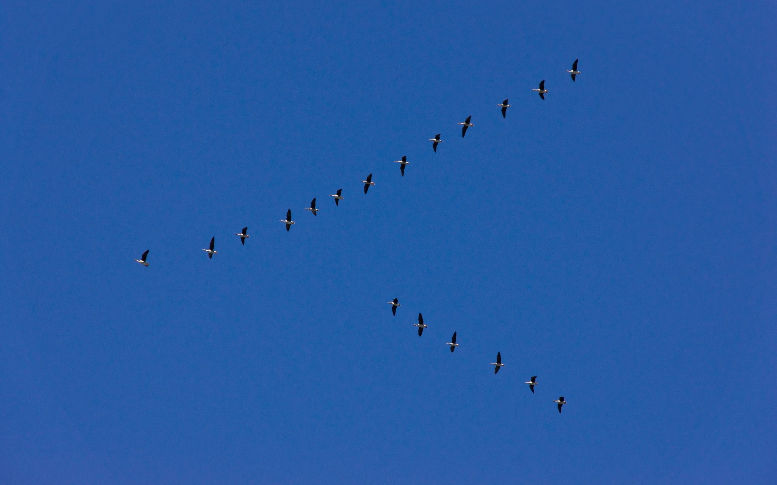blue, 2K, skies, birds, animals, voedel, formation, suedwaerts, migration, HD Wallpaper