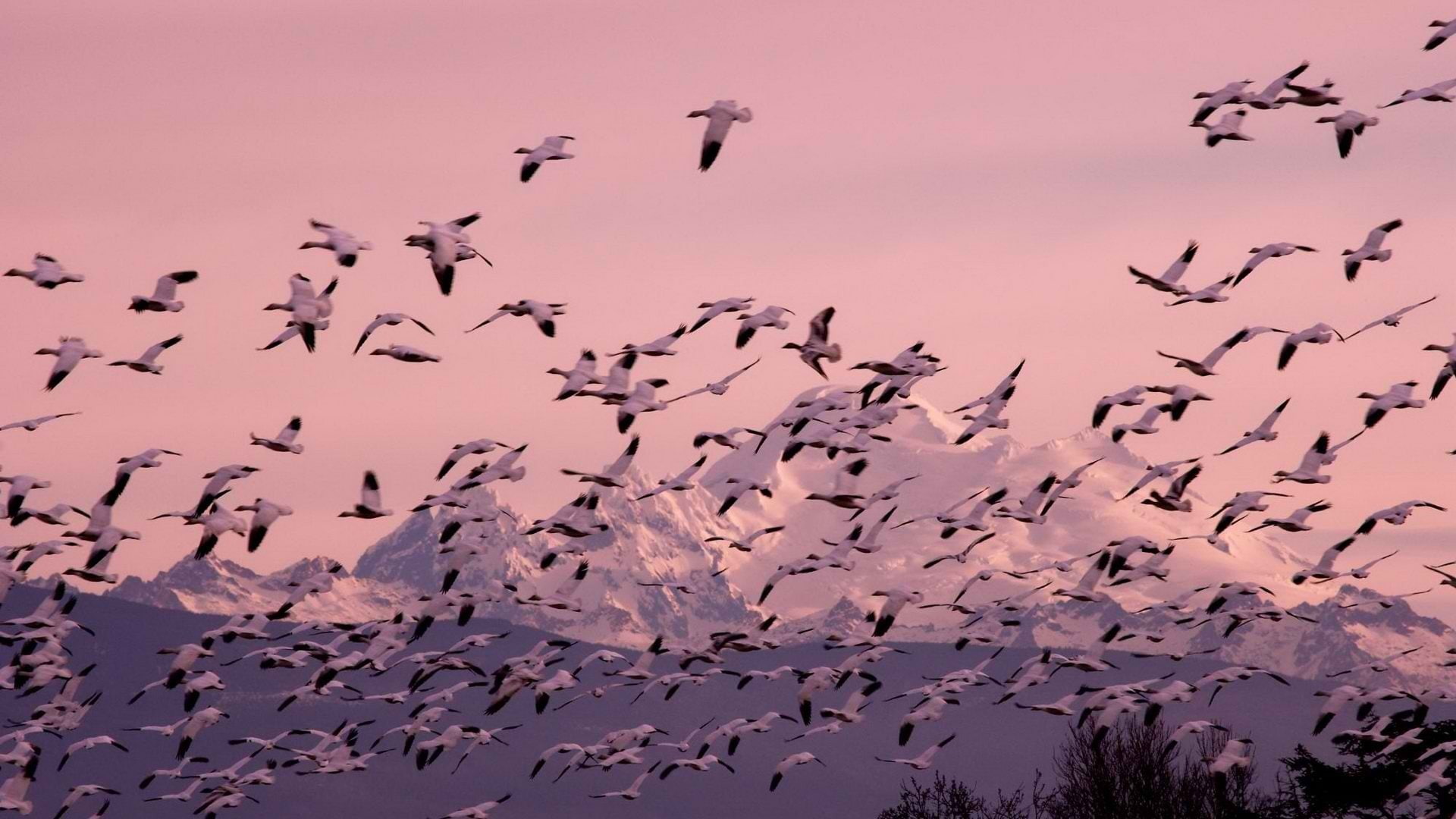 Skagit Mountains, Snow, Washington, Geese Migration, Birds, Winter, Bird, 1080P, HD Wallpaper