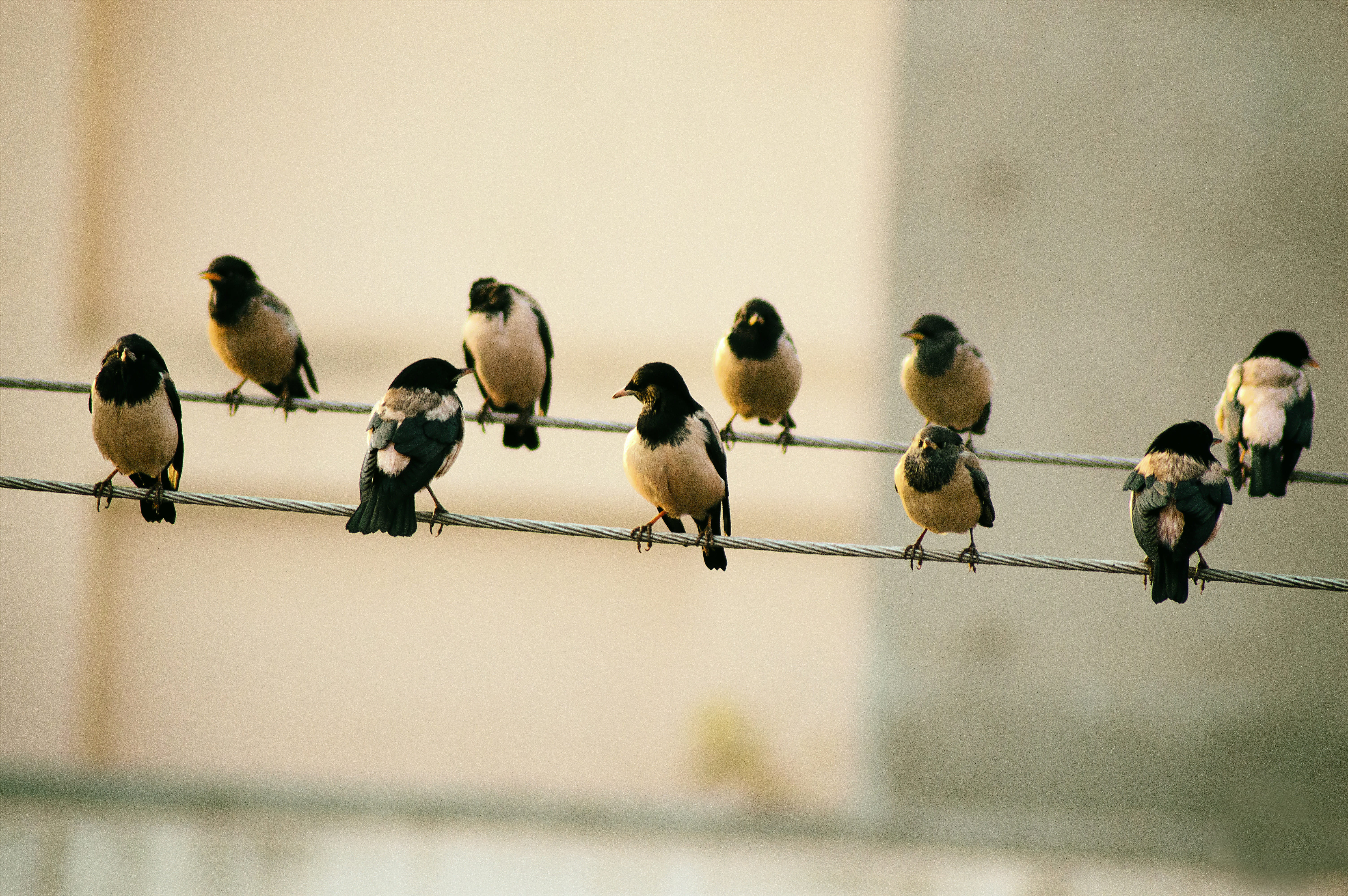 birds, copy space, white, wire, strings, line, flock, black, 5K, animal themes, day, medium group of people, flock of birds, group of animals, relaxation, HD Wallpaper