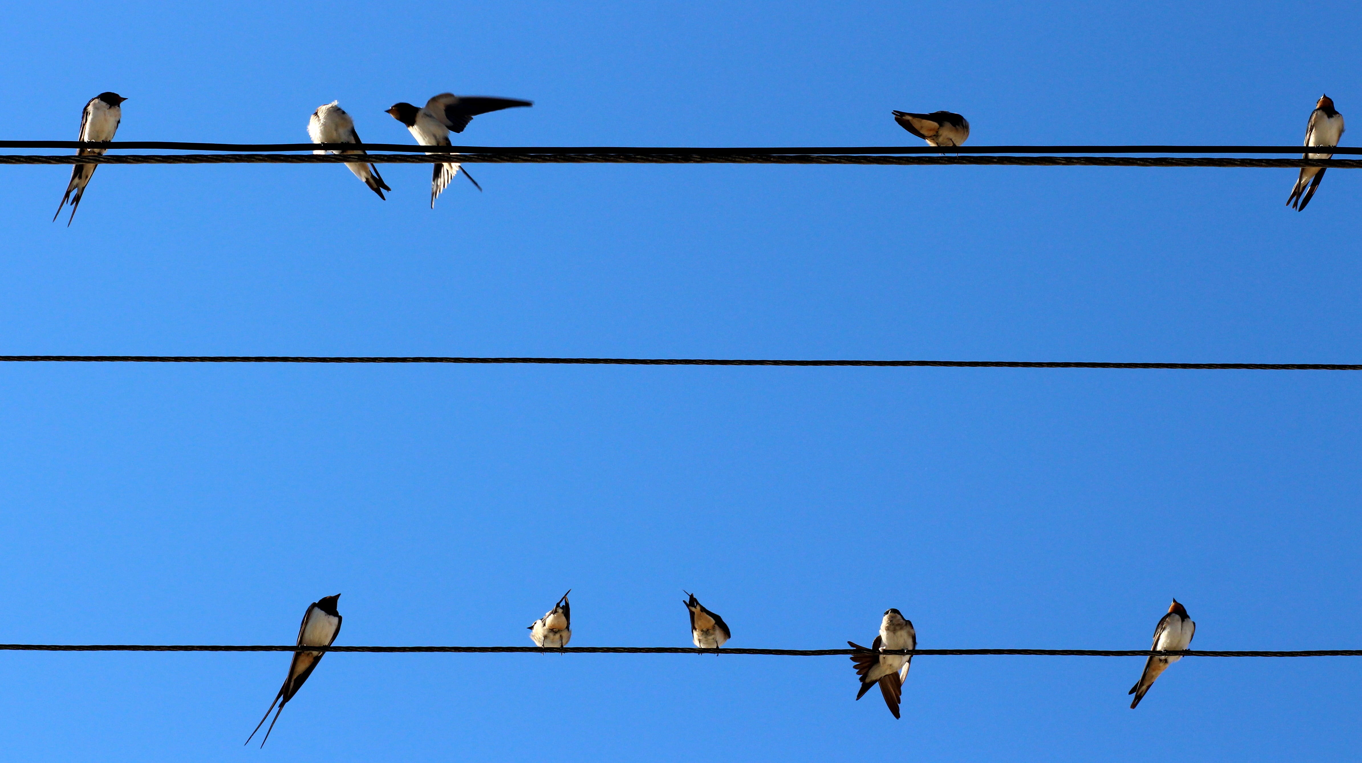 4K, cable, vertebrate, sky, bird, large group of animals, animal themes, Swallows, electricity, power line, swallow, blue, clear sky, power supply, telephone line, HD Wallpaper