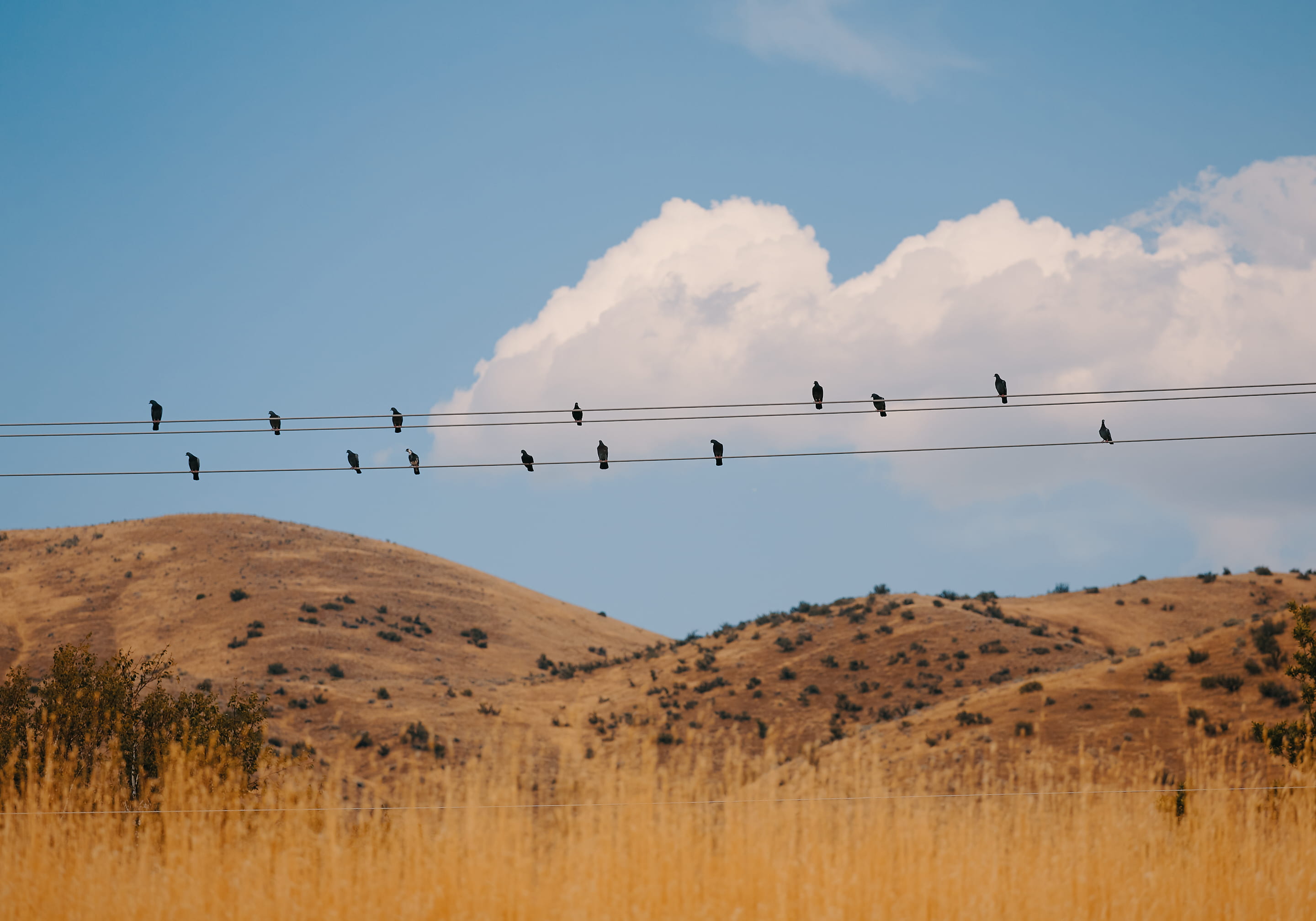 blue, vertebrate, nature, scenics - nature, animal wildlife, mountains, cables, grass, environment, animal, telephone line, electricity, daytime, animal themes, HD Wallpaper