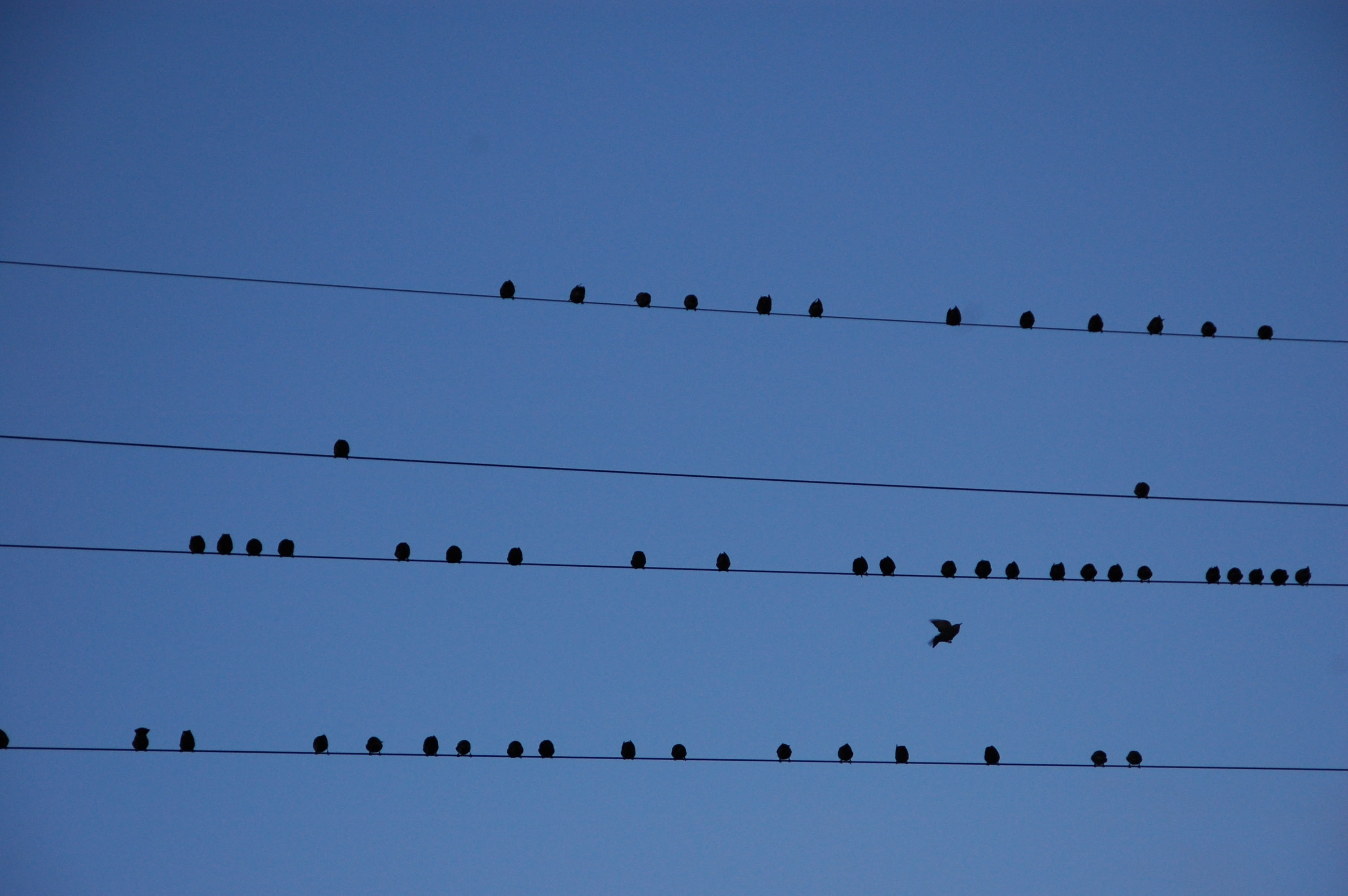 vertebrate, wre, no people, animal themes, electricity, power supply, animal wildlife, partition, wire, bird, large group of animals, flock Of Birds, sky, HD Wallpaper
