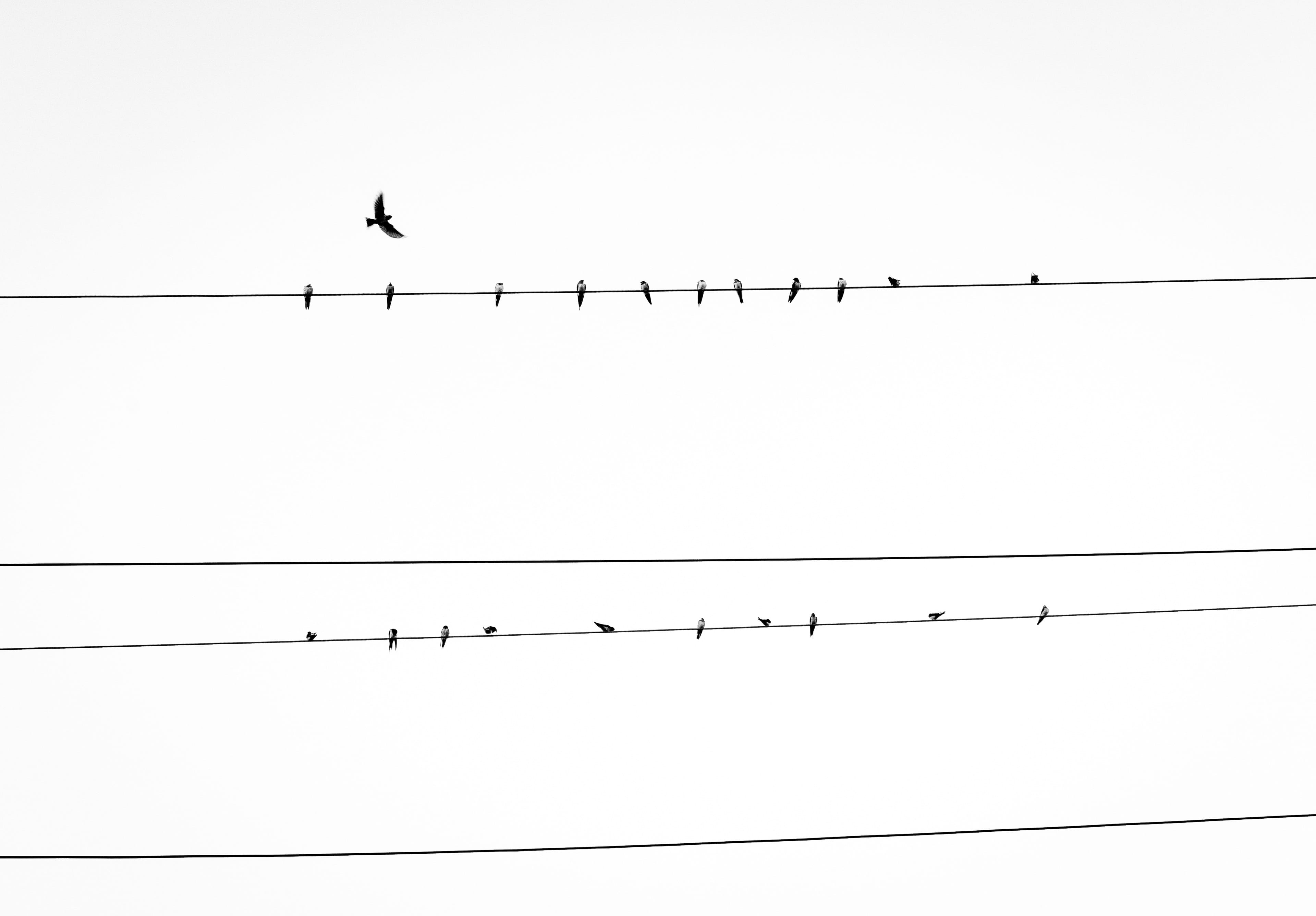 animals, animal wildlife, telephone cables, phone lines, power, cables, line, volt, utility, silhouette, clear sky, voltage, phone cables, danger, wires, HD Wallpaper