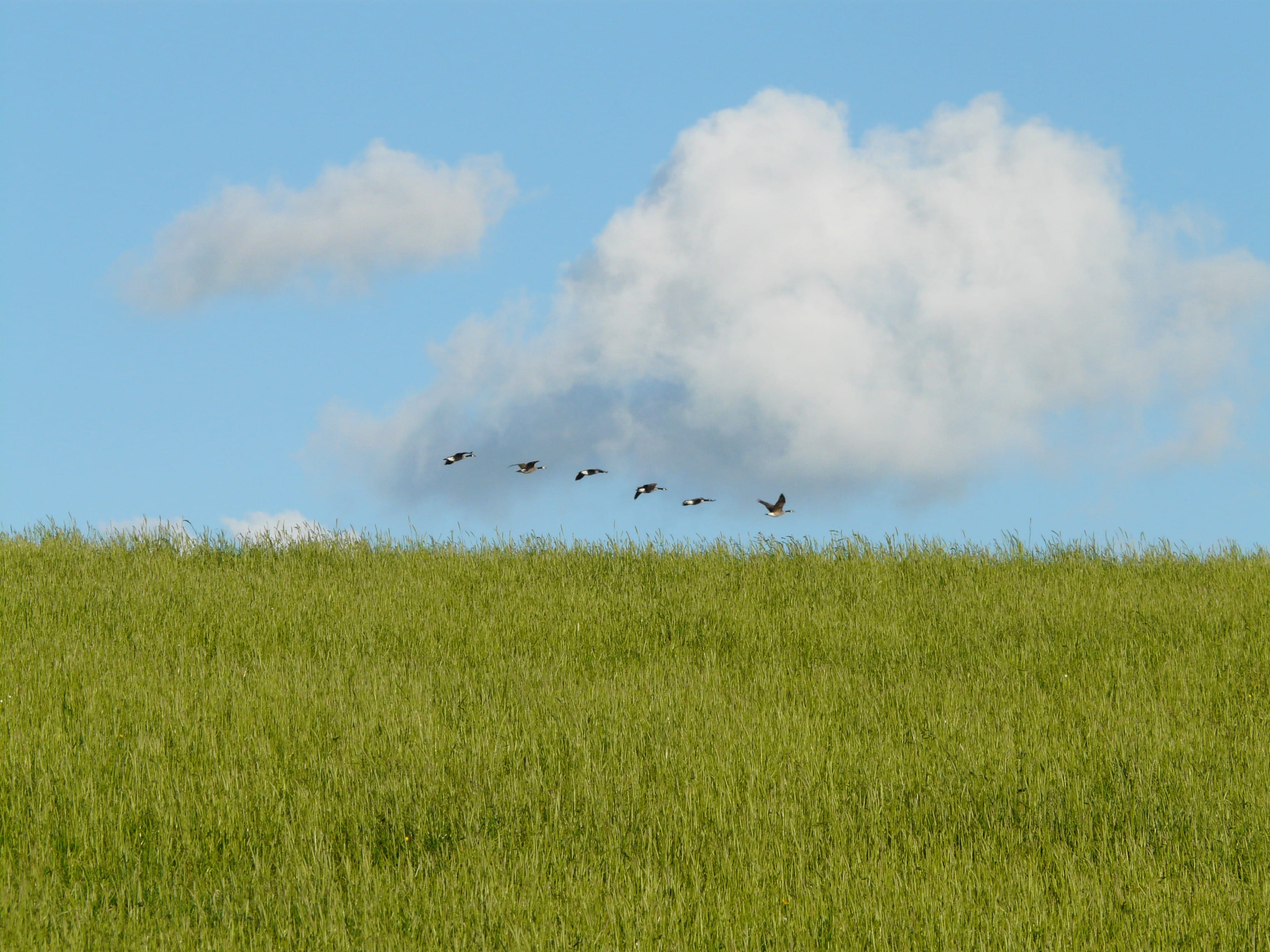 day, motion, Fly, rest, bird, plant, animal themes, summer, cloud - sky, green color, animal wildlife, idyll, meadow, flock, blue, north sea, animal, sky, HD Wallpaper