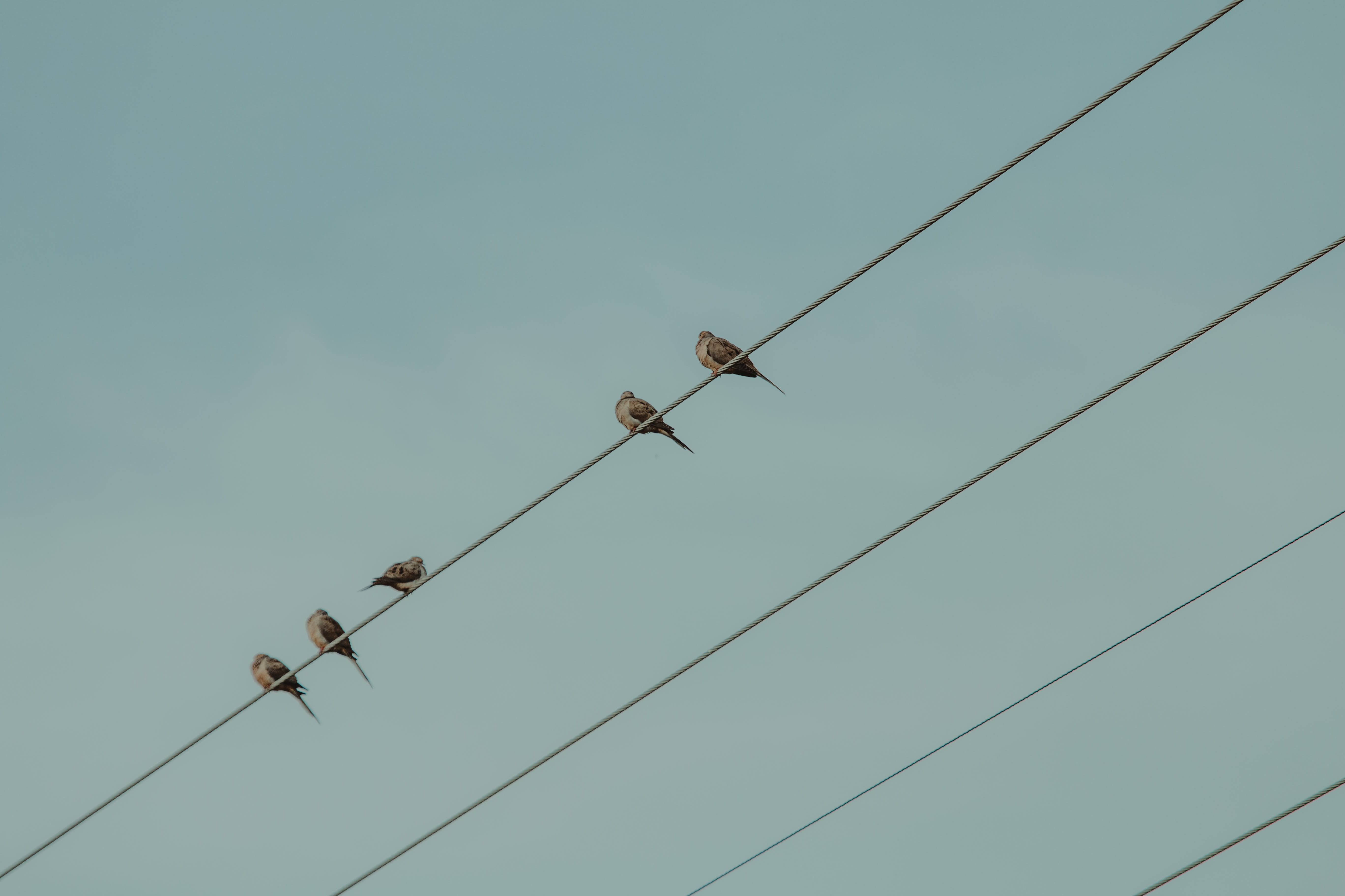 five, sky, birds, perched, no people, fuel and power generation, animals in the wild, connection, flock of birds, telephone line, 5K, vertebrate, outdoors, HD Wallpaper