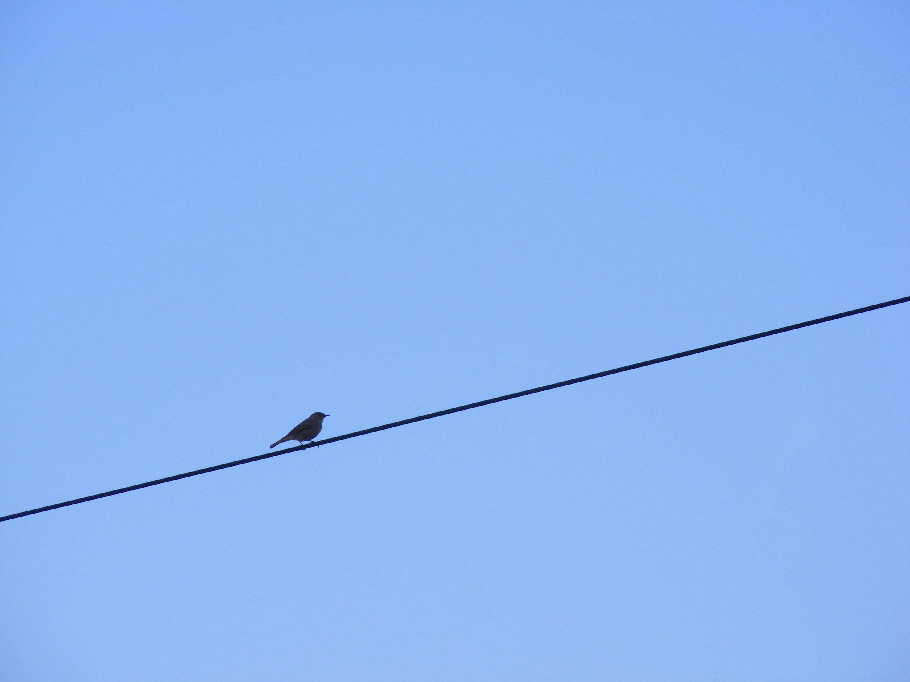 telephone line, nature, animal themes, electrical equipment, outdoors, directly below, animal, vertebrate, blue, wire, power cable, alone, low angle view, HD Wallpaper