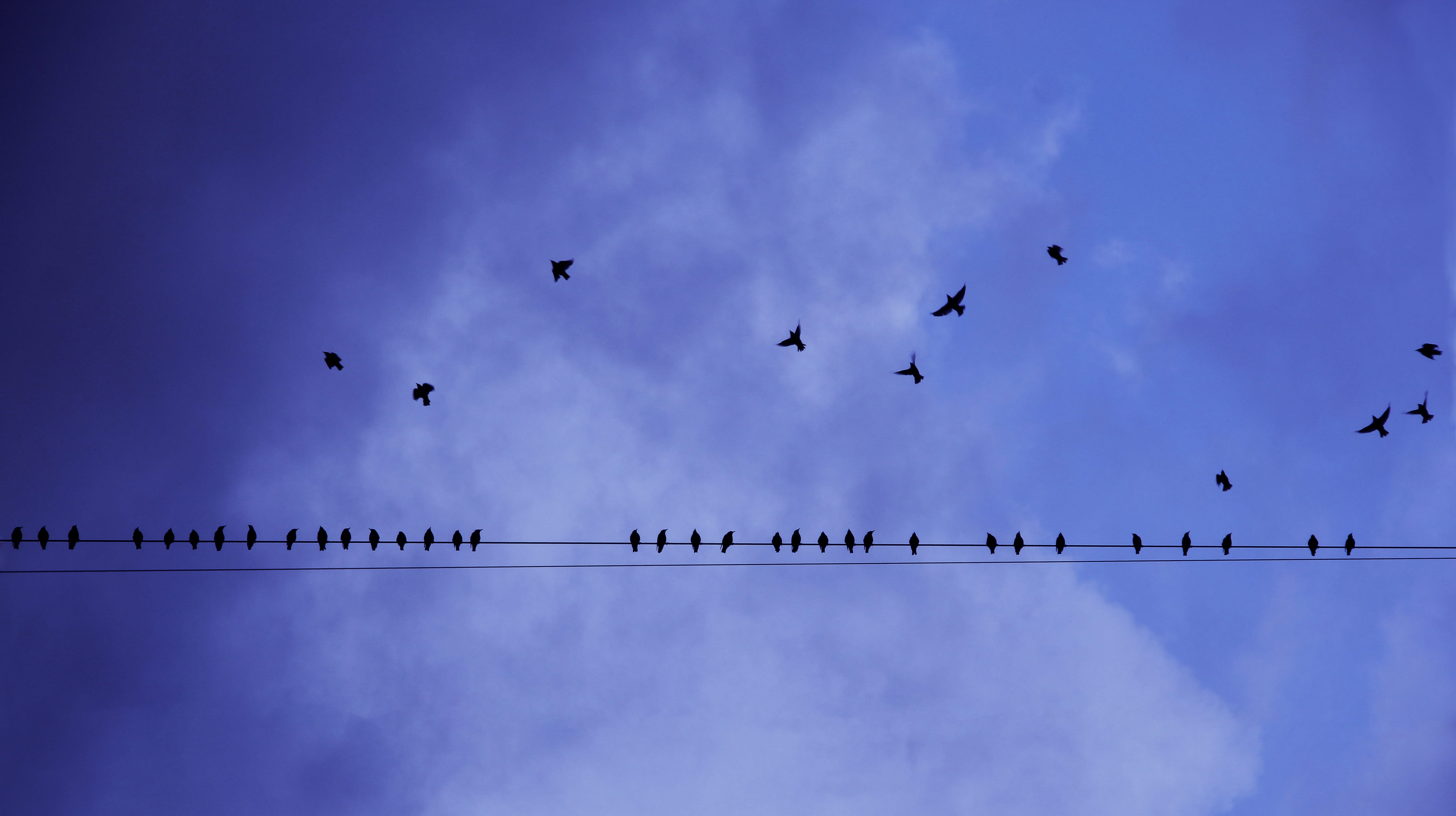 group of animals, summer, photography, birds, bird, 5K, dom, perched, dawn, day, clouds, wings, vertebrate, air, high, animal themes, nature, sunset, cloud - sky, HD Wallpaper