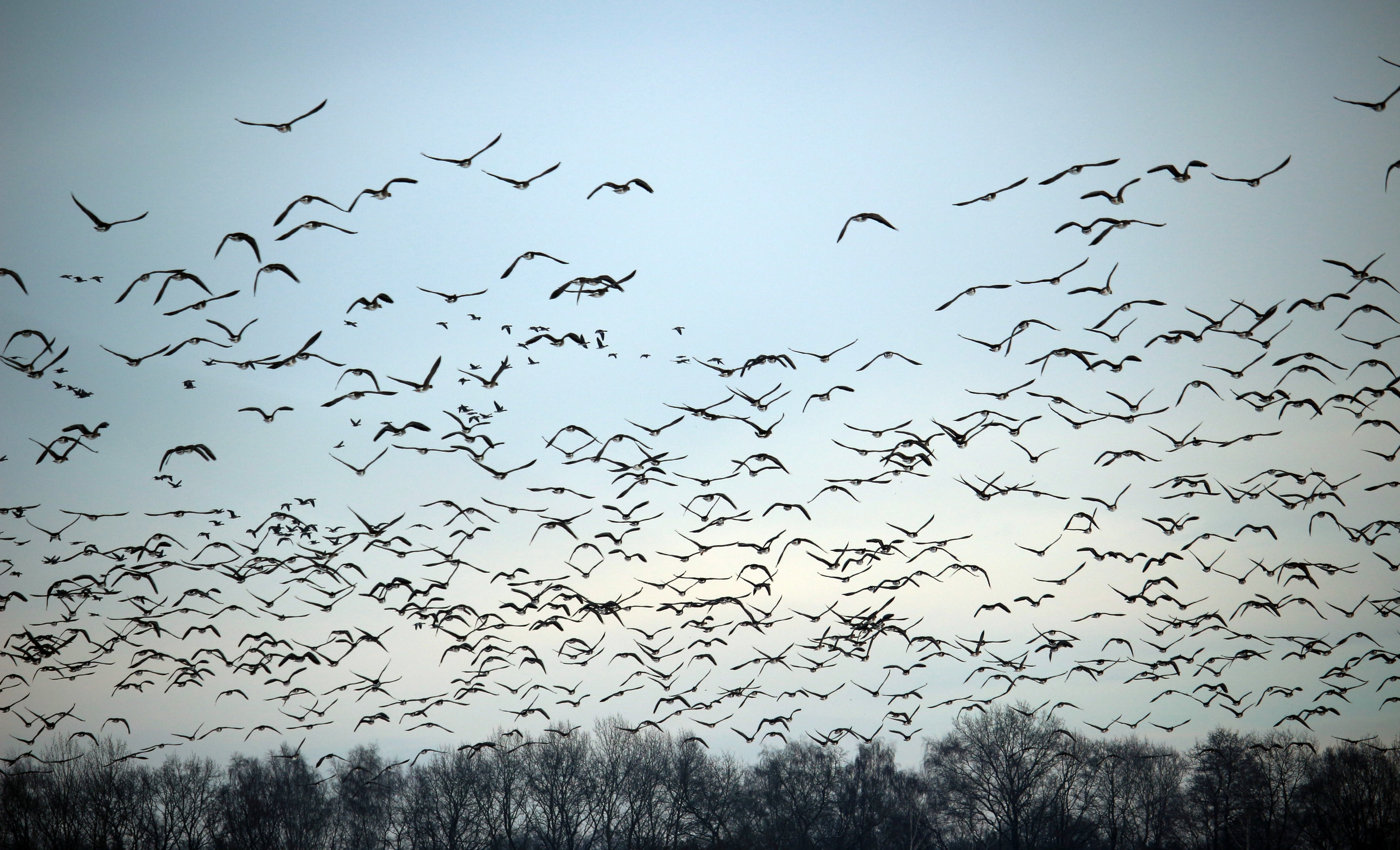 flying, wild geese, group of animals, animal wildlife, animal themes, low angle view, no people, tree, migrating, mid-air, 5K, birds, winter, plant, water bird, HD Wallpaper